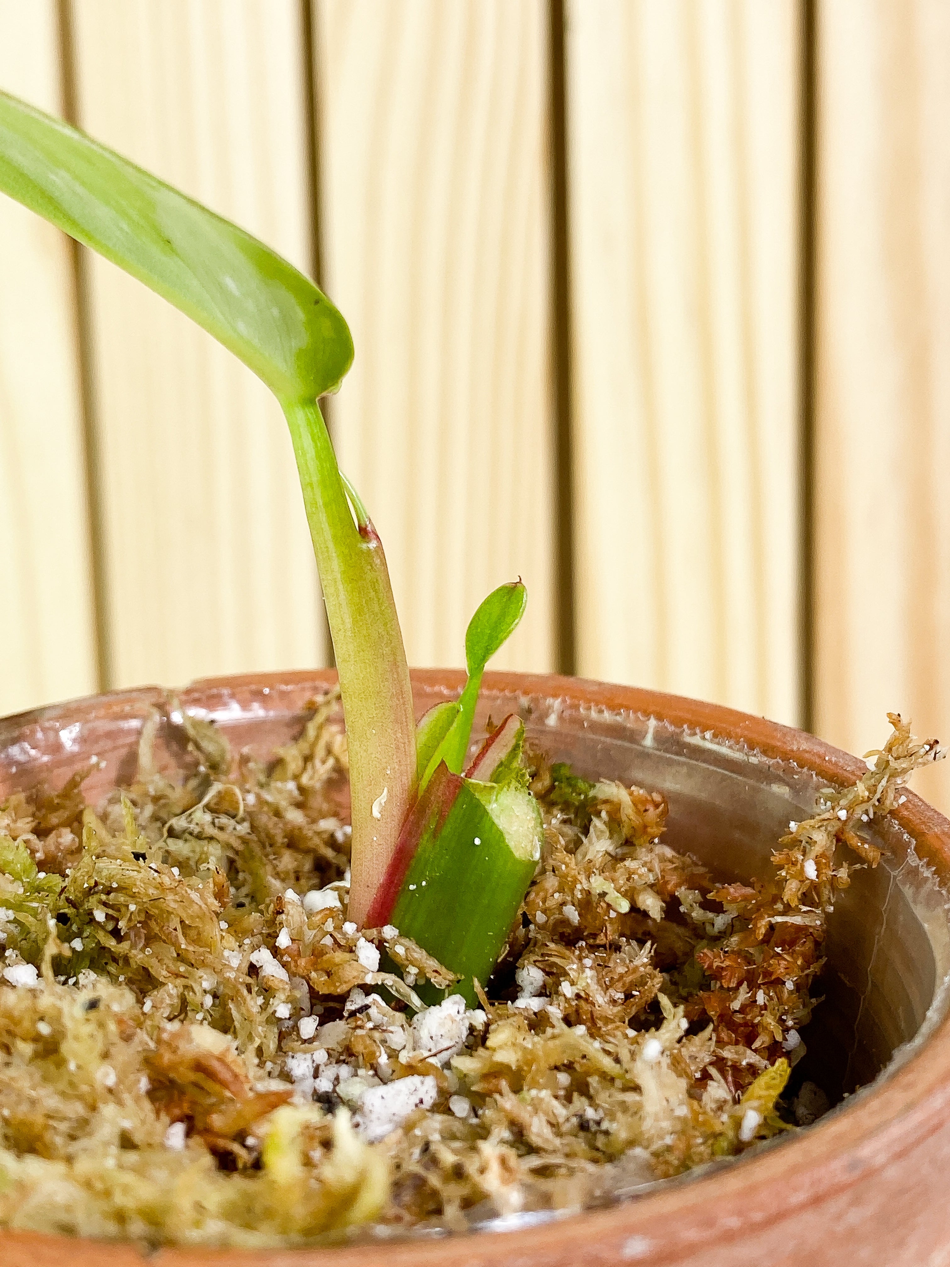Philodendron white princess 1 leaf & 1 baby leaf Rooted