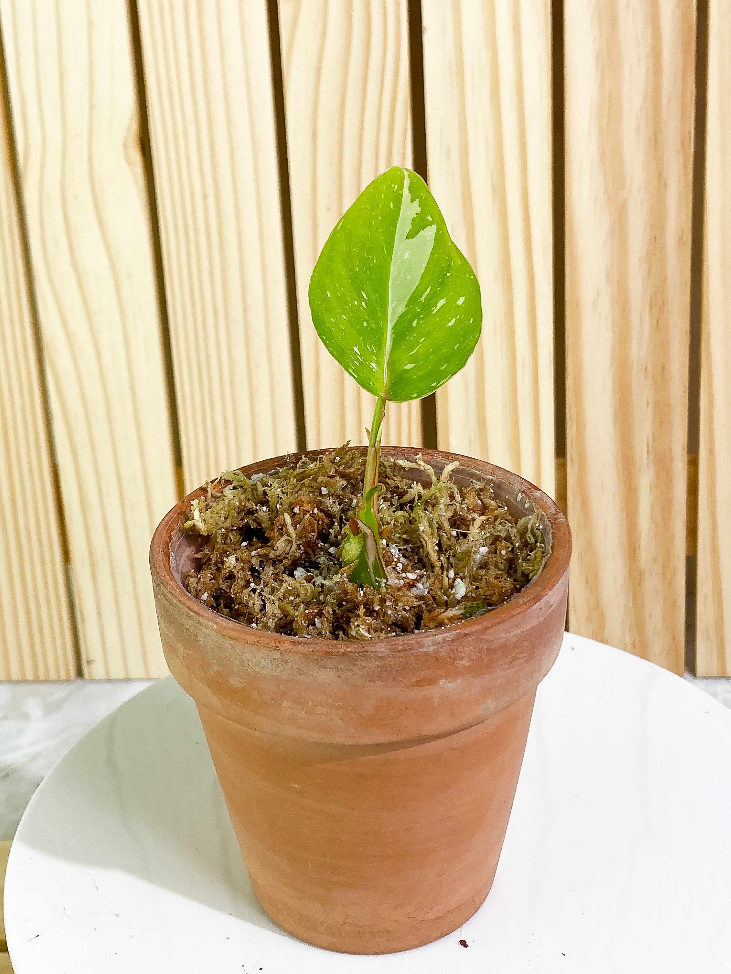 Philodendron white princess 1 leaf & 1 baby leaf Rooted