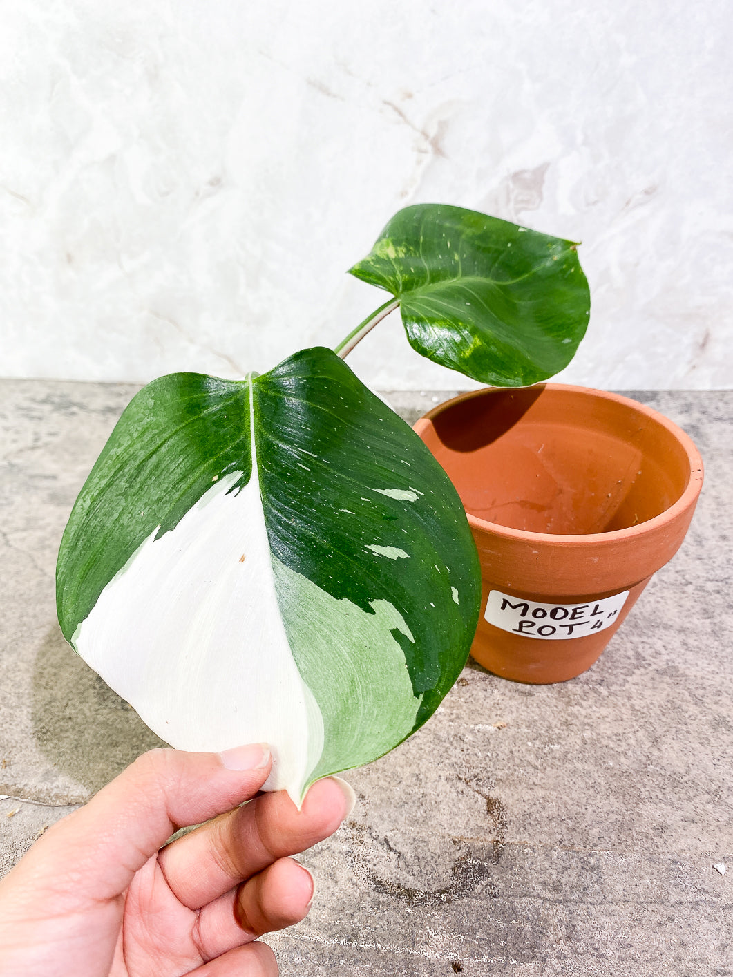Philodendron White Wizard Slightly Rooted