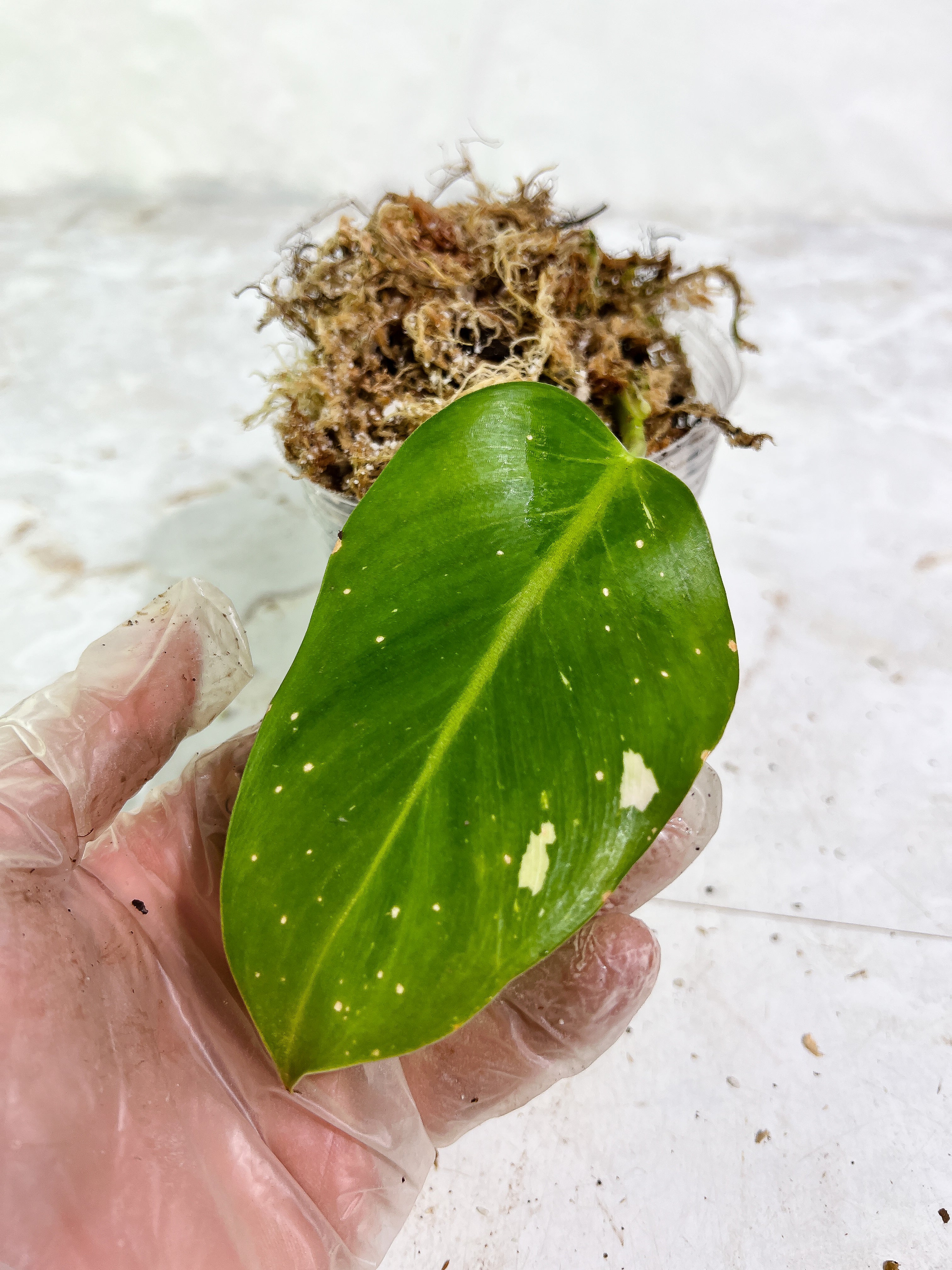 Philodendron White Wizard cutting 1 leaf rooted