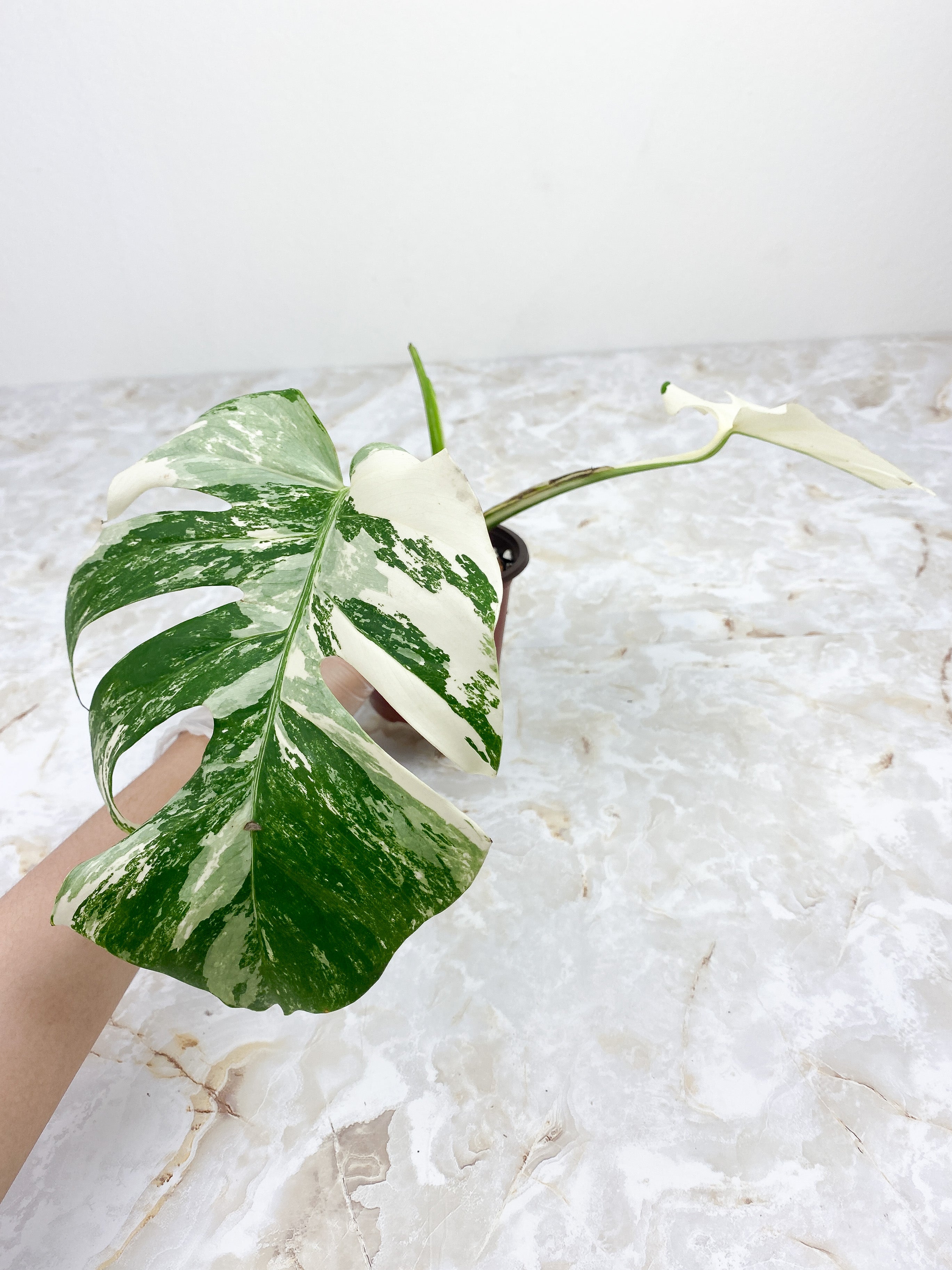 Monstera Borsigiana 2 leaves Rooted Highly Variegated