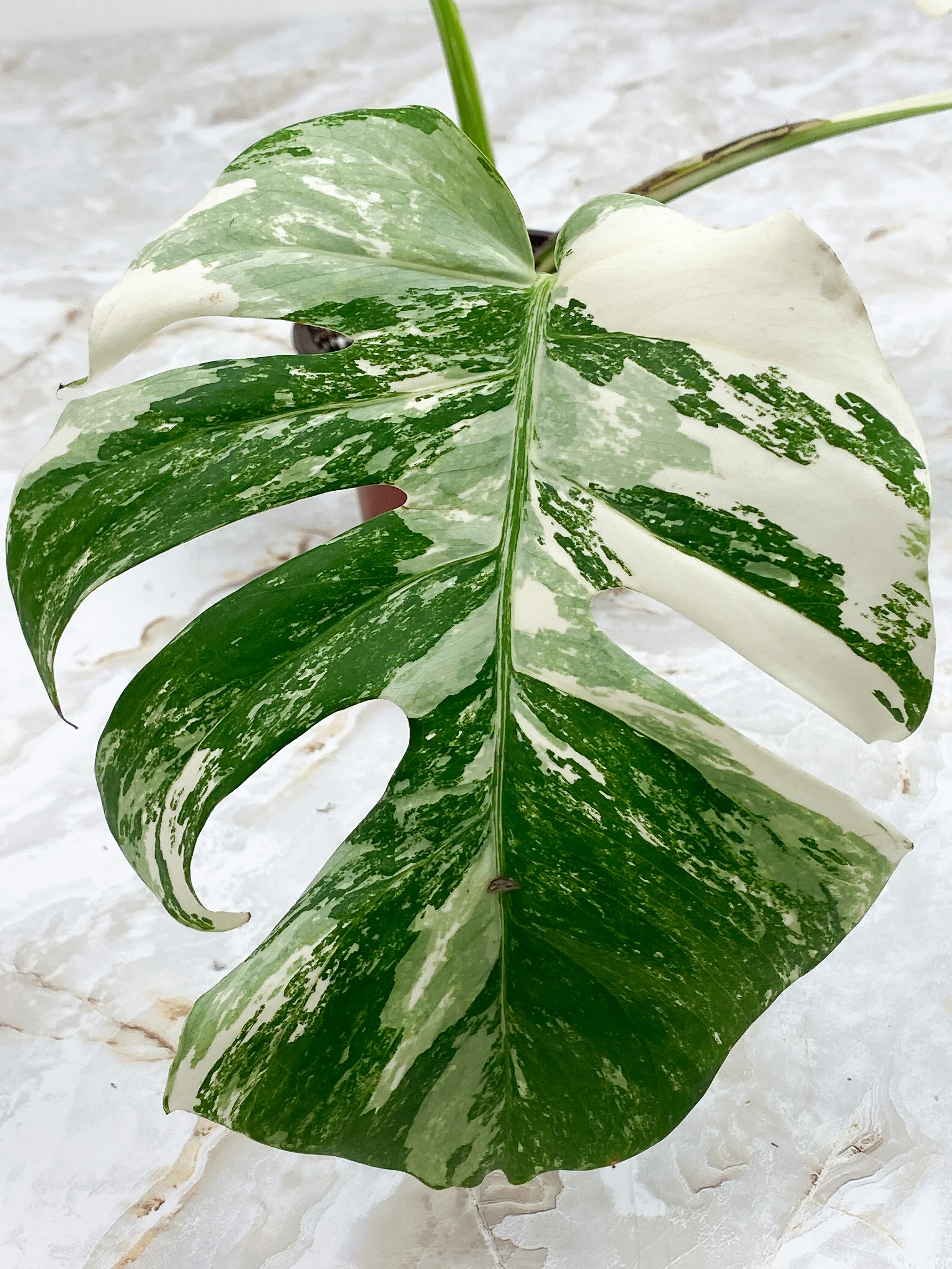 Monstera Borsigiana 2 leaves Rooted Highly Variegated