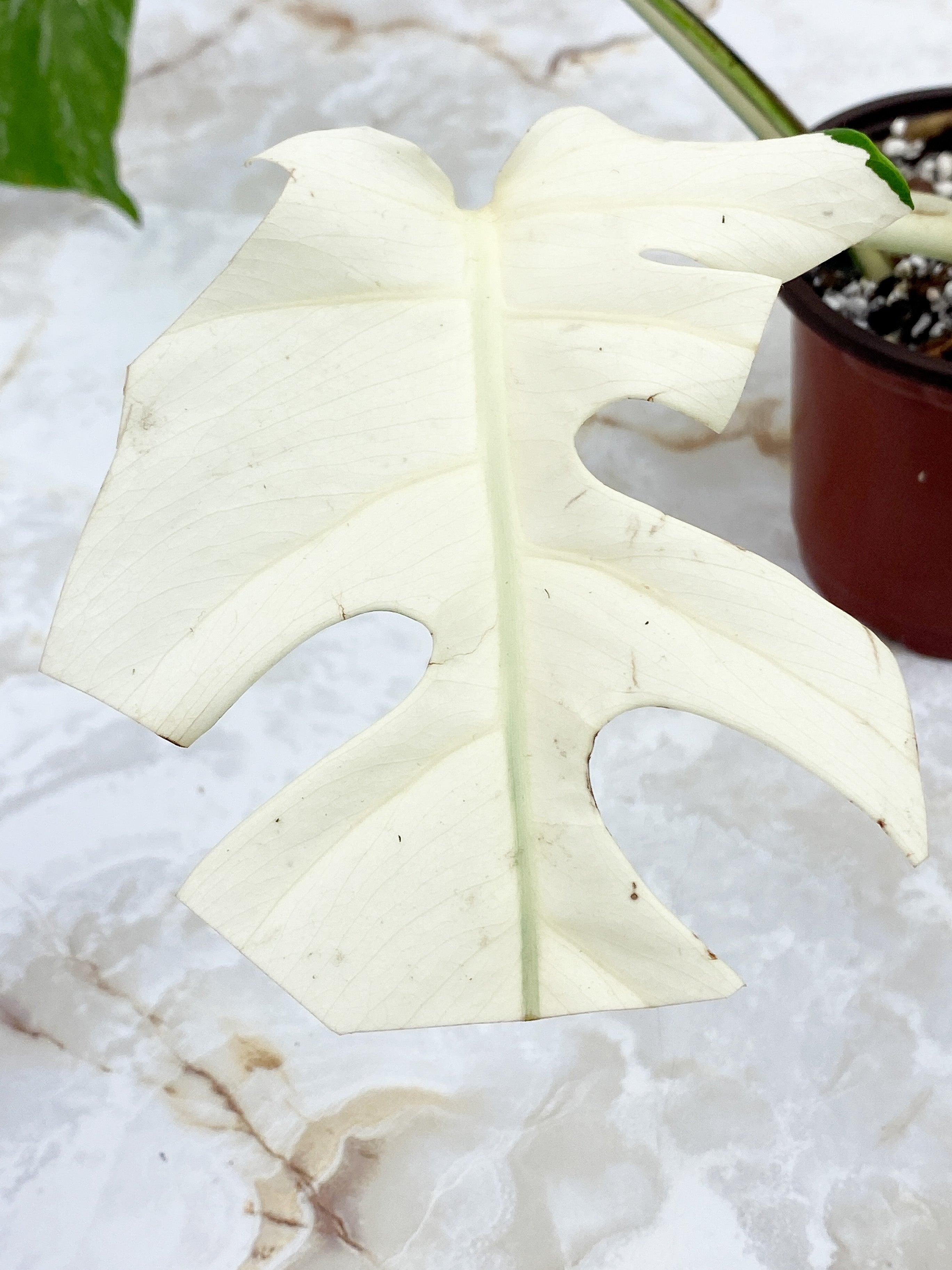 Monstera Borsigiana 2 leaves Rooted Highly Variegated