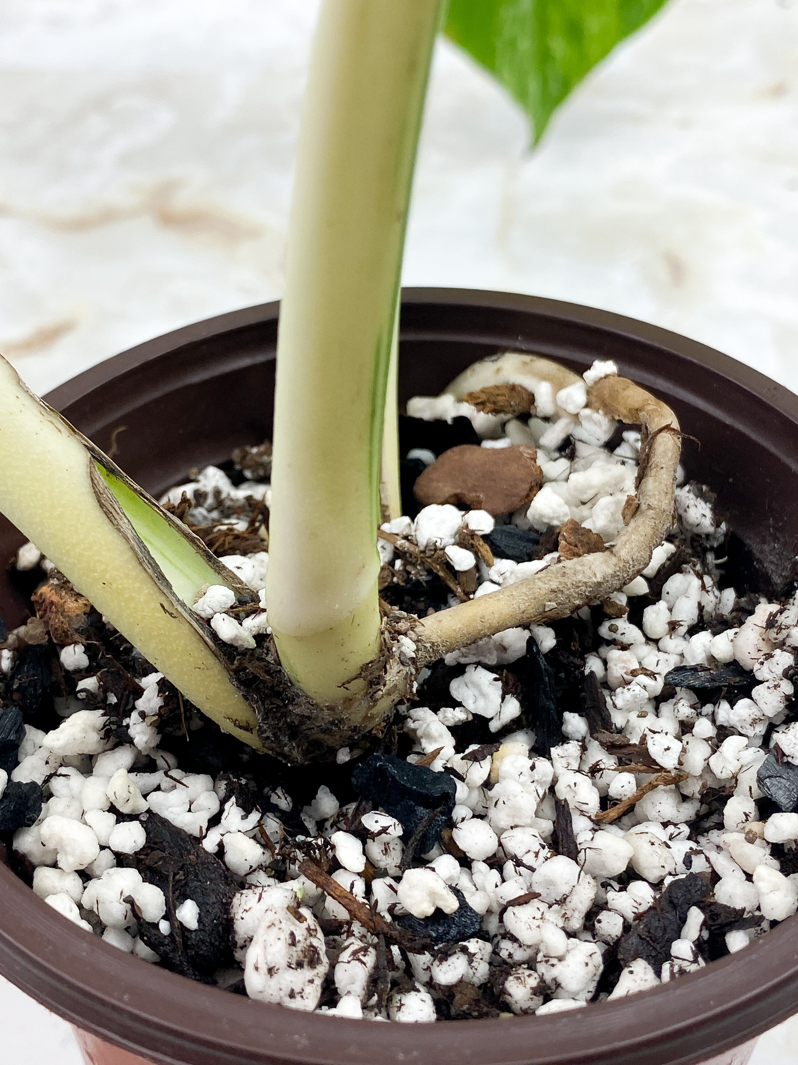 Monstera Borsigiana 2 leaves Rooted Highly Variegated