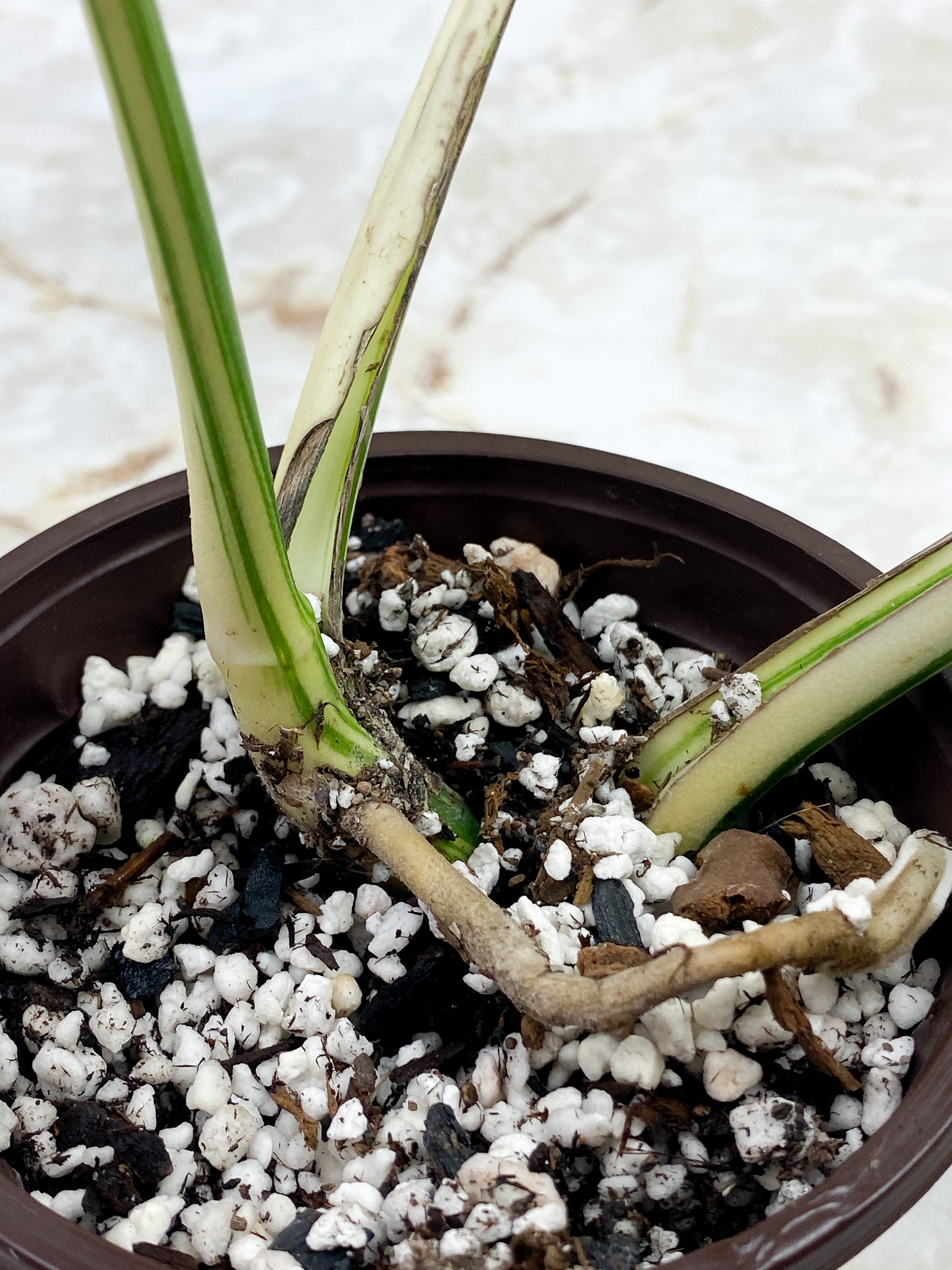 Monstera Borsigiana 2 leaves Rooted Highly Variegated