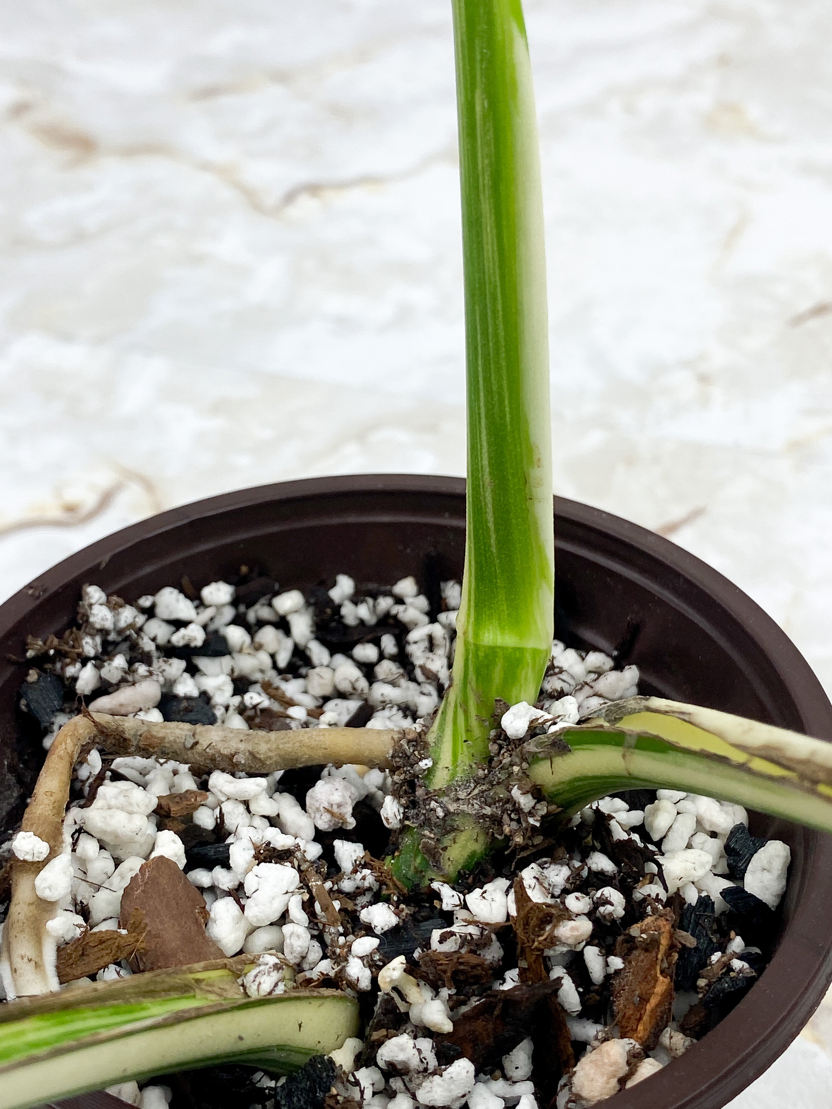 Monstera Borsigiana 2 leaves Rooted Highly Variegated