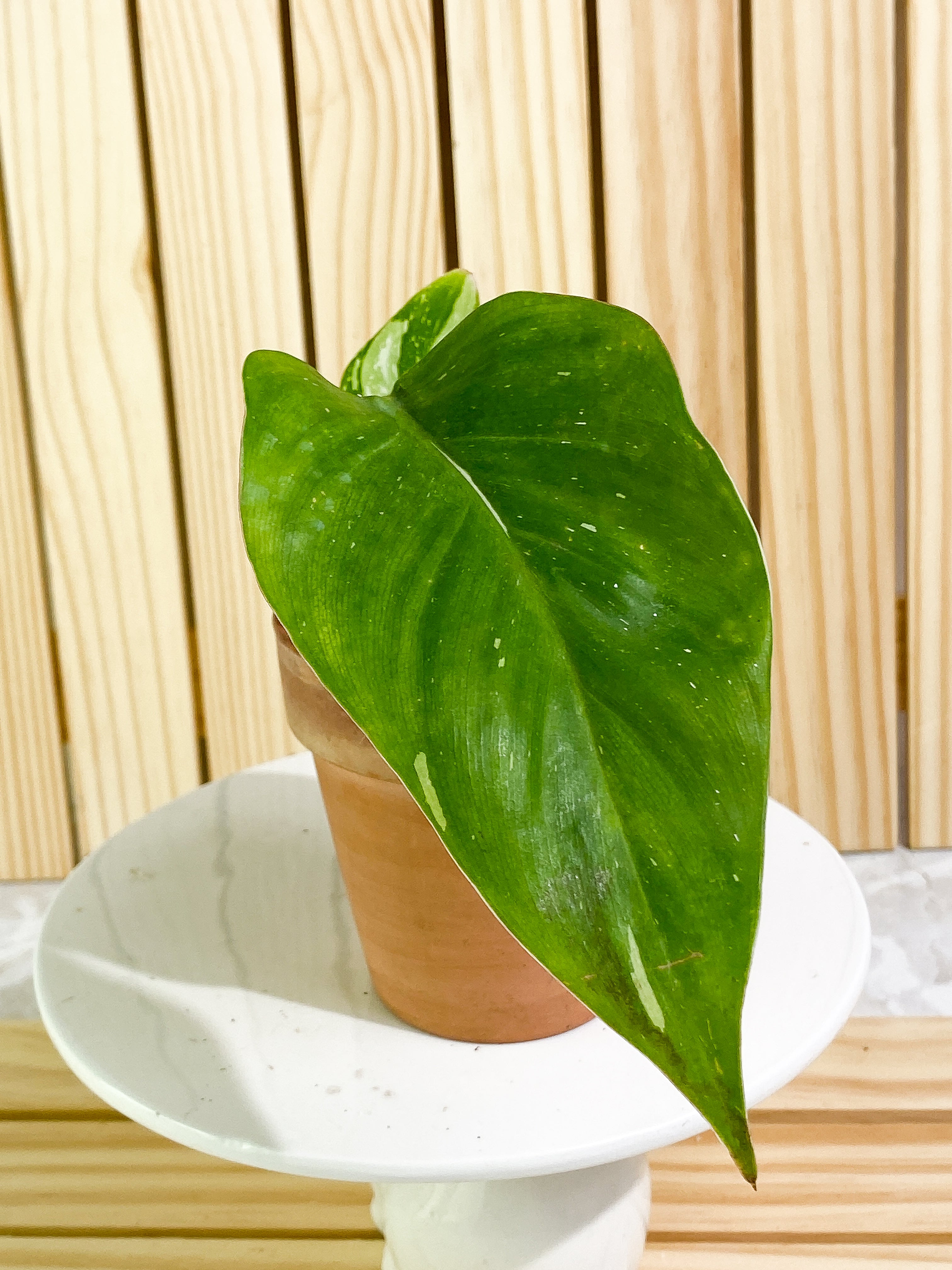 Philodendron white princess 1 leaf & 1 baby leaf Rooted