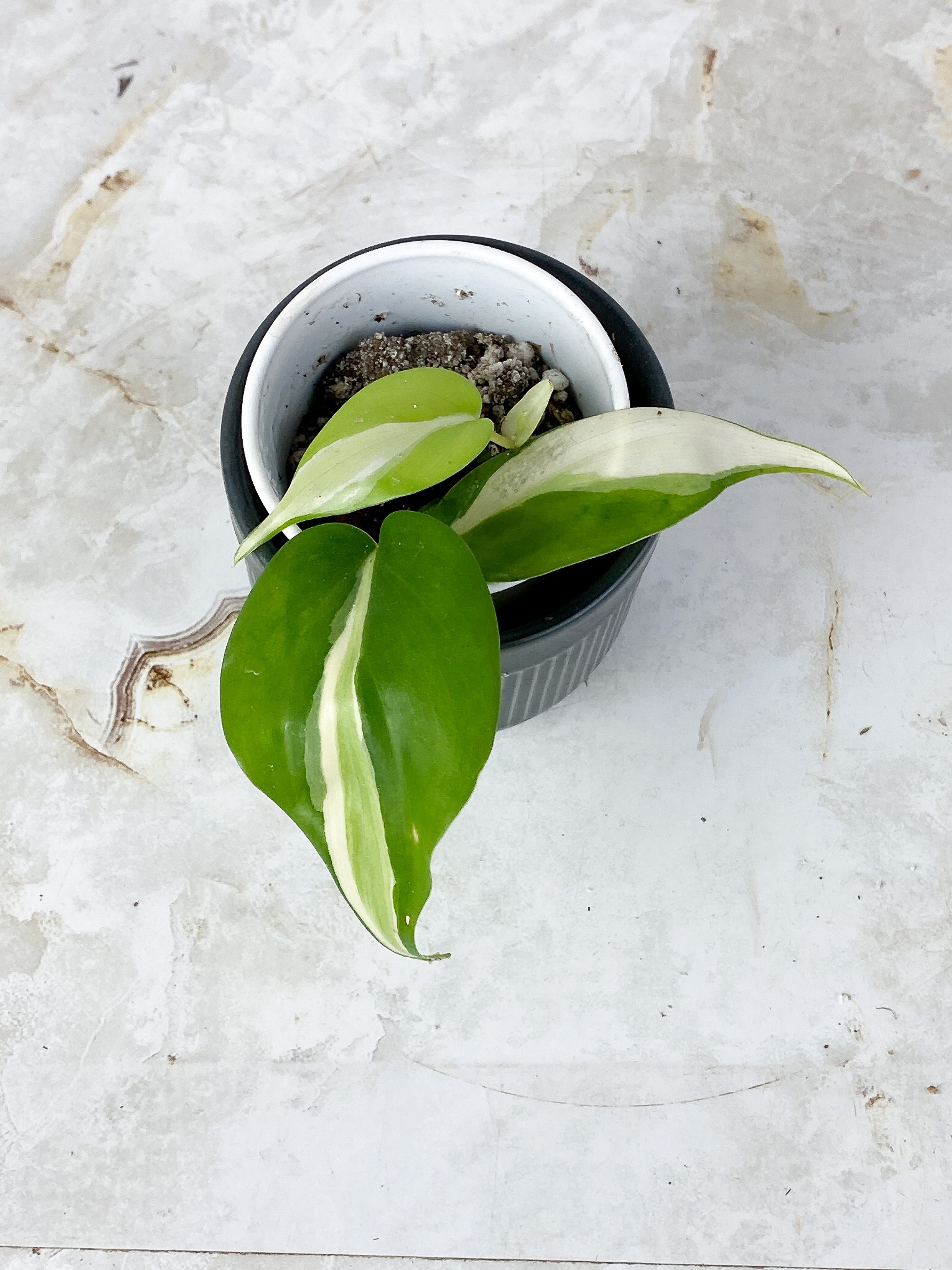 Philodendron Cream Splash Slightly Rooted 3 leaves