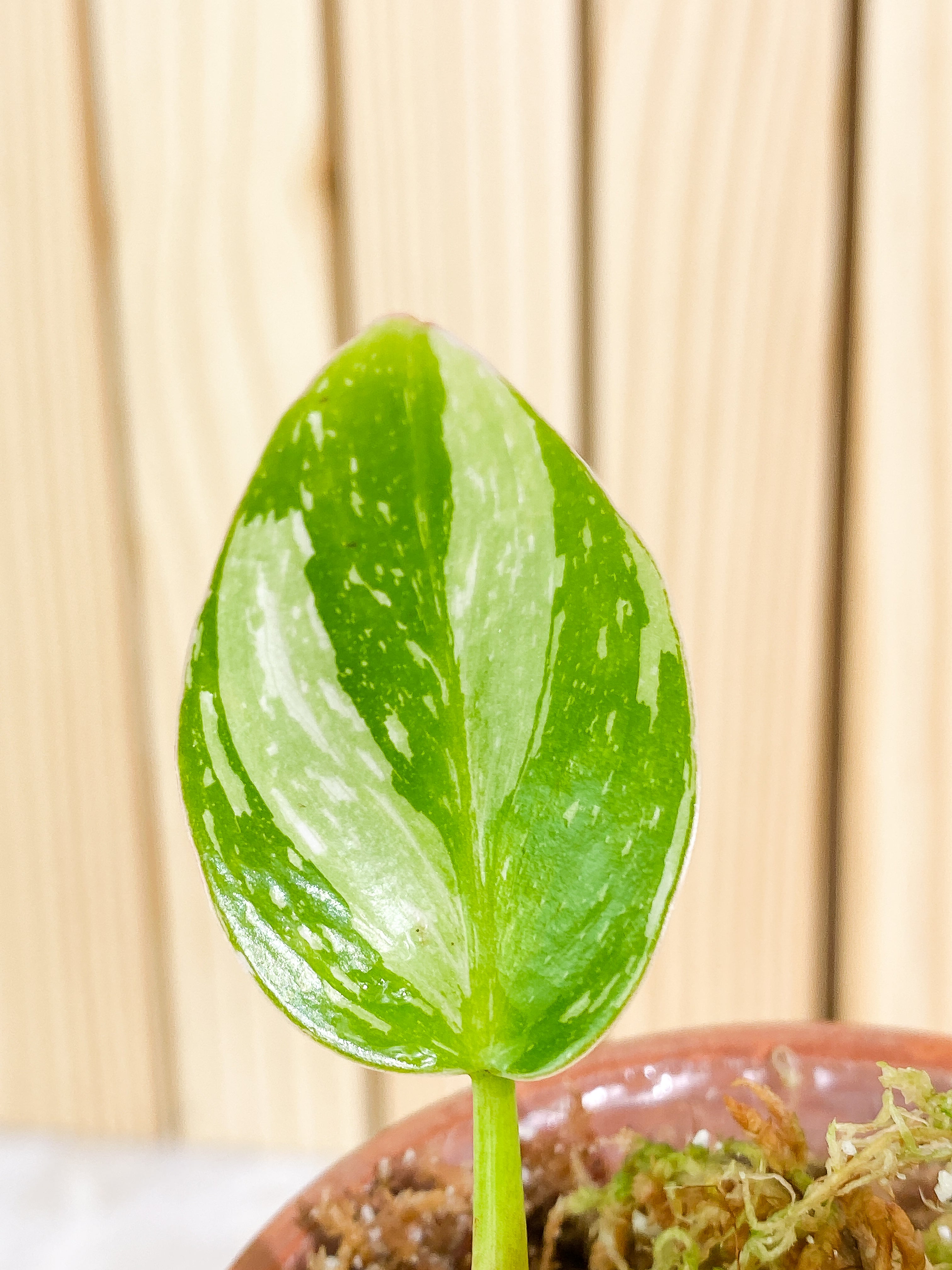 Philodendron white princess 1 leaf & 1 baby leaf Rooted