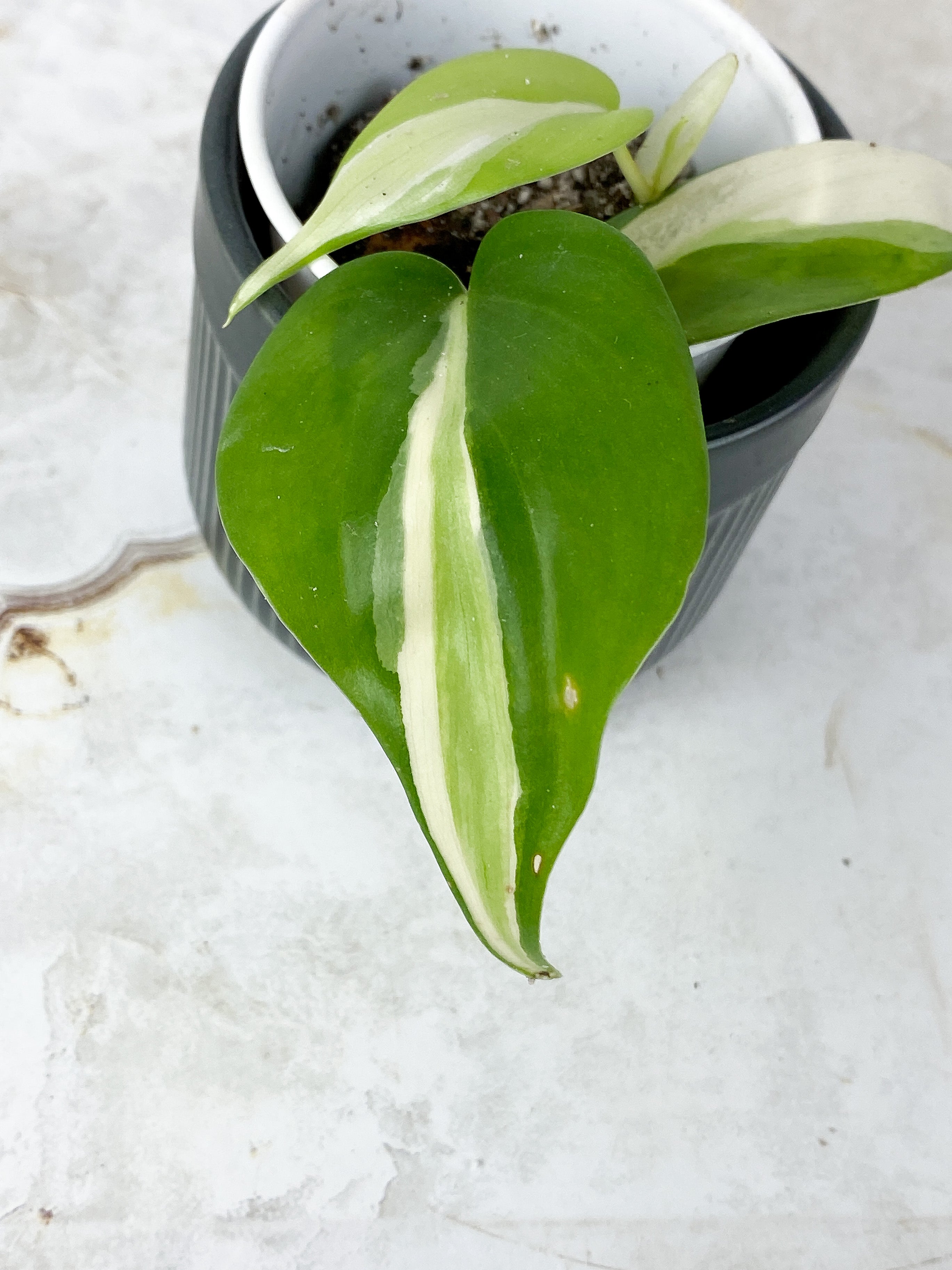 Philodendron Cream Splash Slightly Rooted 3 leaves