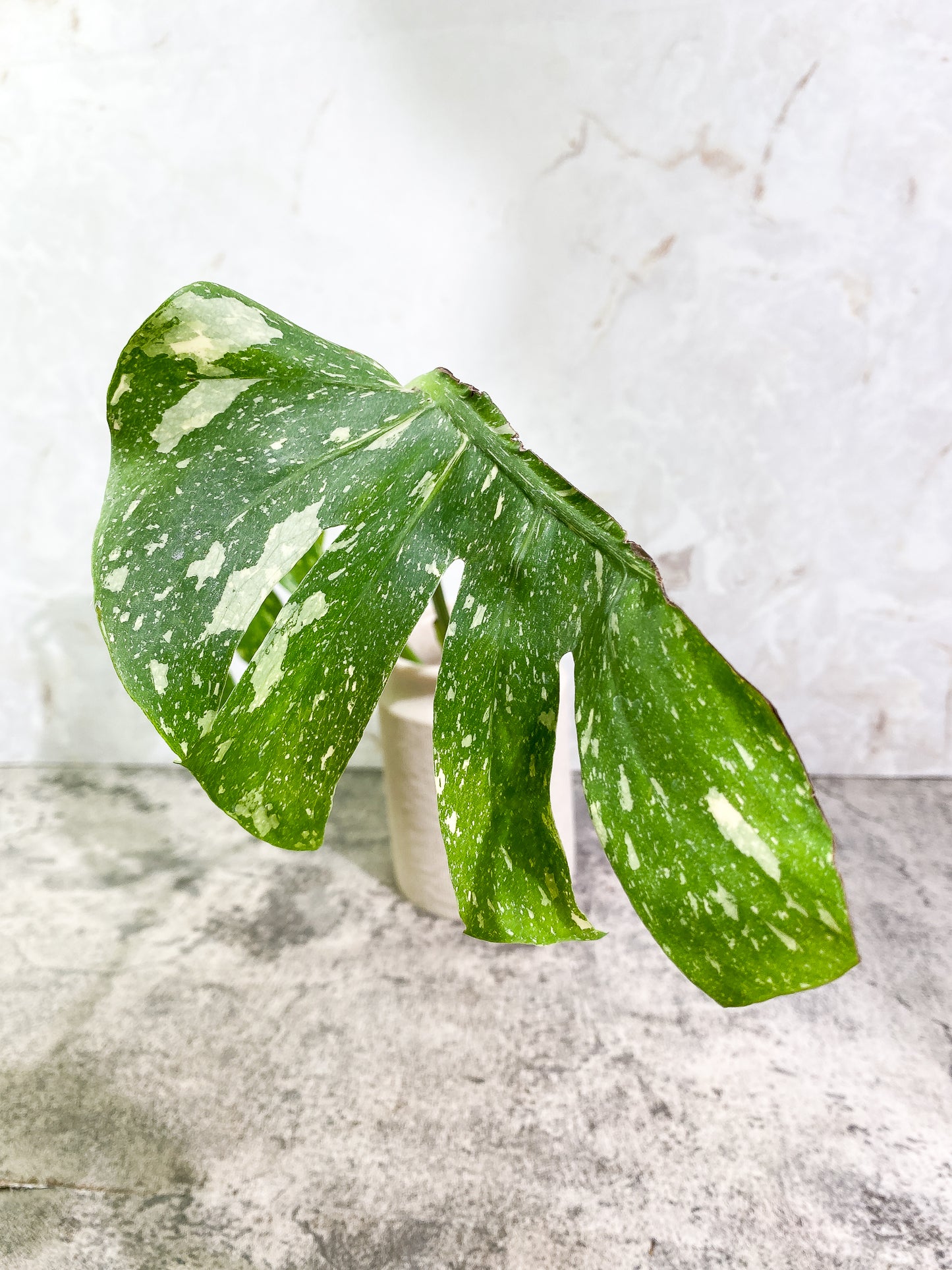 Monstera Thai Constellation 2 leaves Rooting Top Cutting