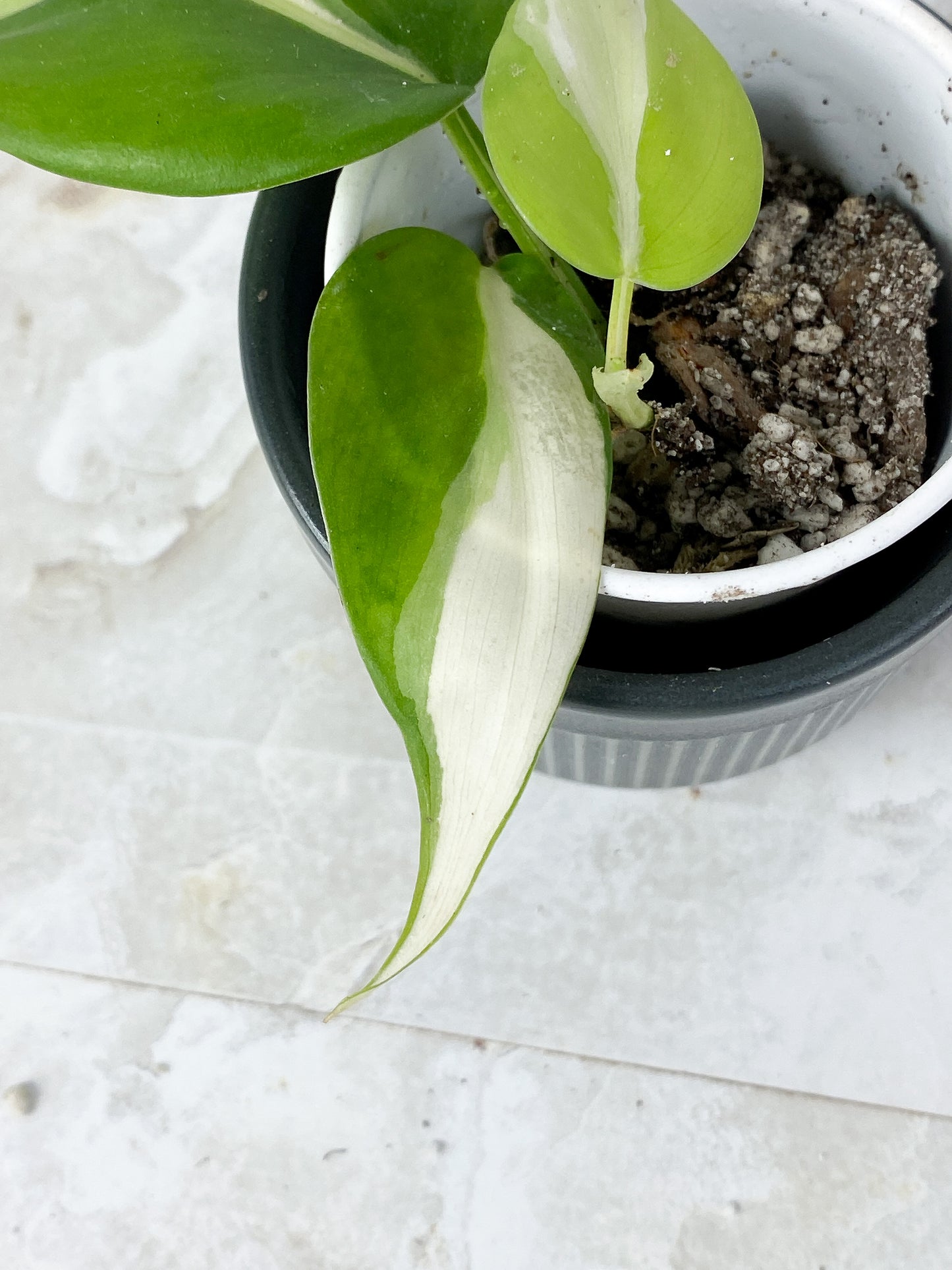 Philodendron Cream Splash Slightly Rooted 3 leaves