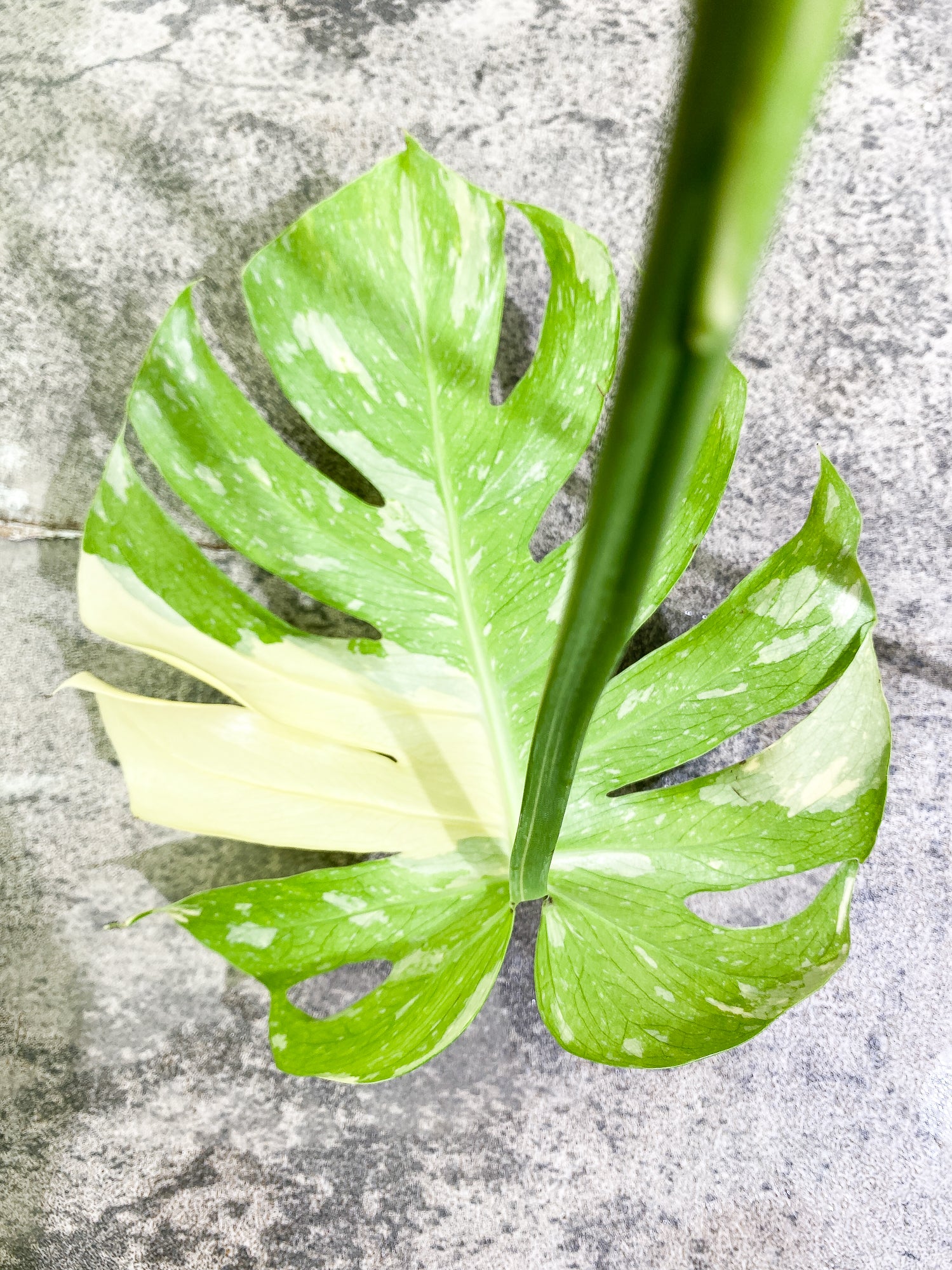 Monstera Thai Constellation 2 leaves Rooting Top Cutting