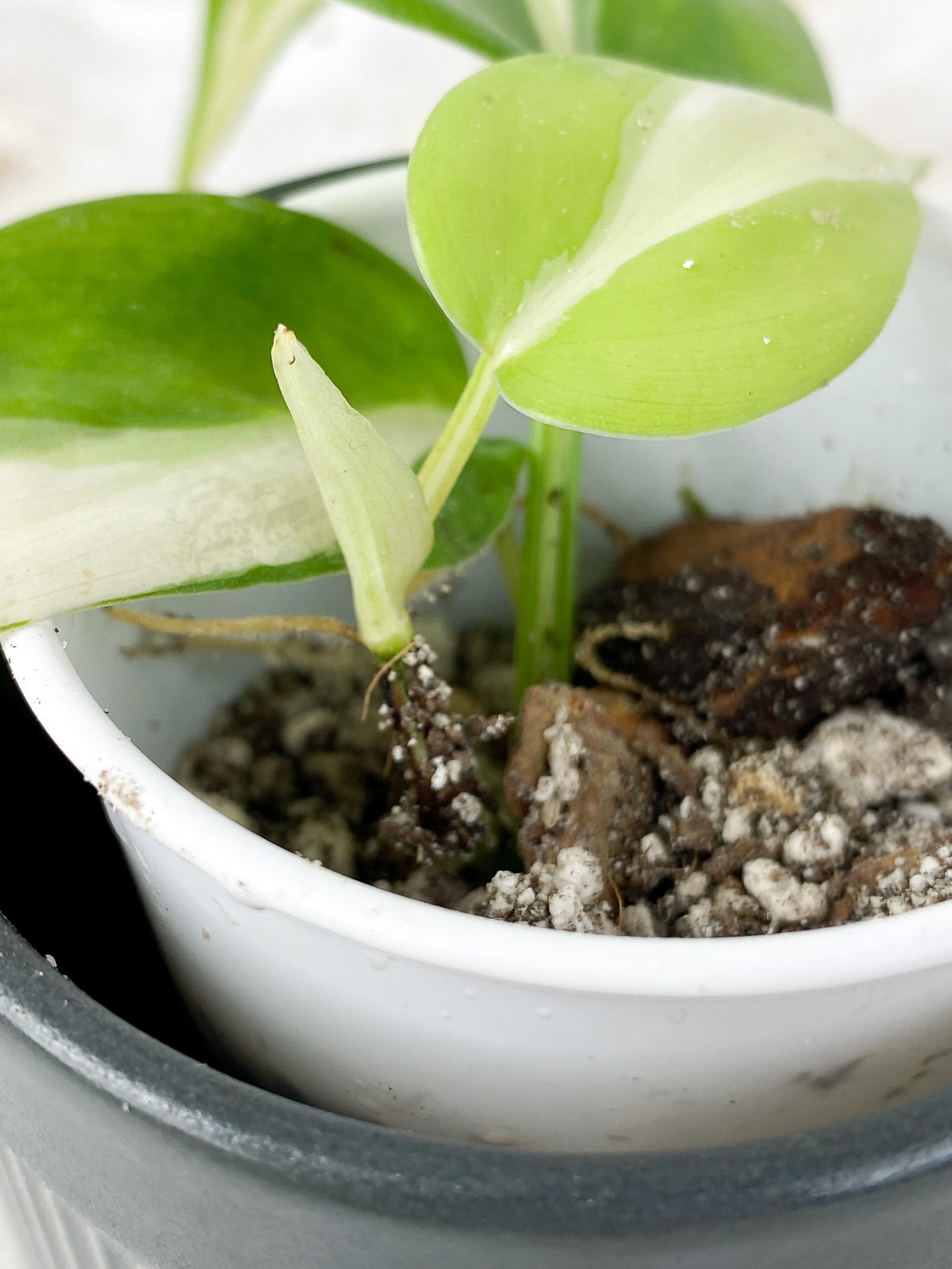 Philodendron Cream Splash Slightly Rooted 3 leaves