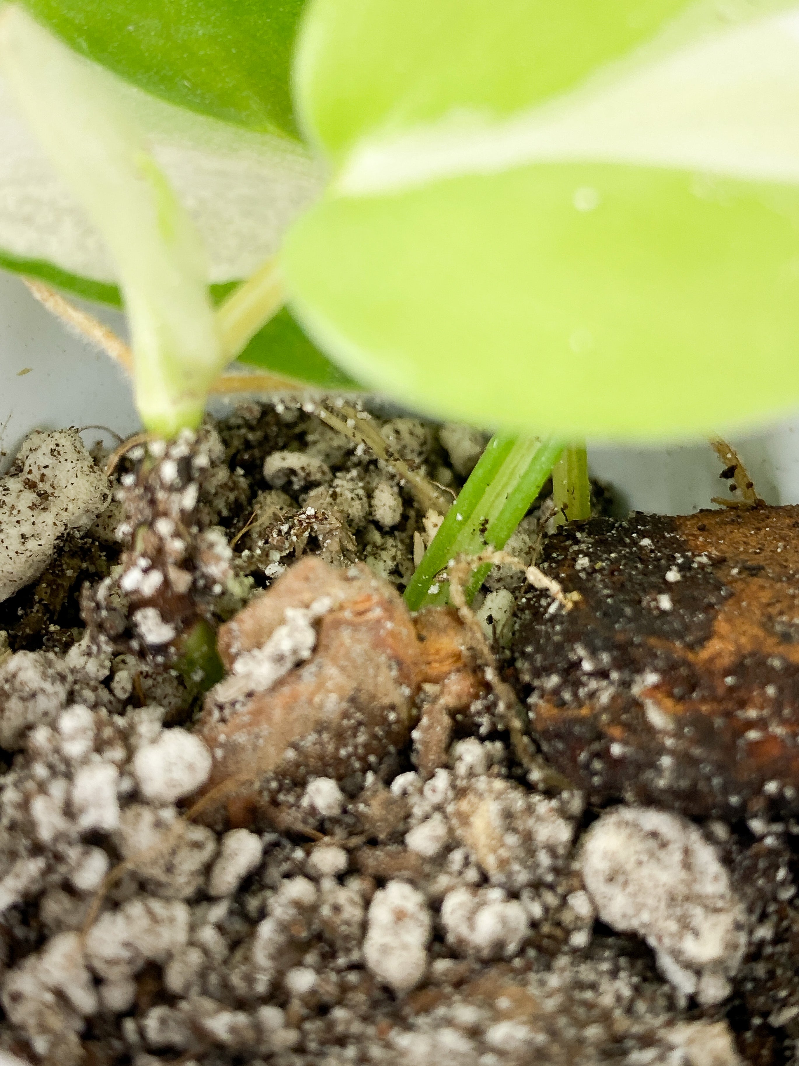 Philodendron Cream Splash Slightly Rooted 3 leaves