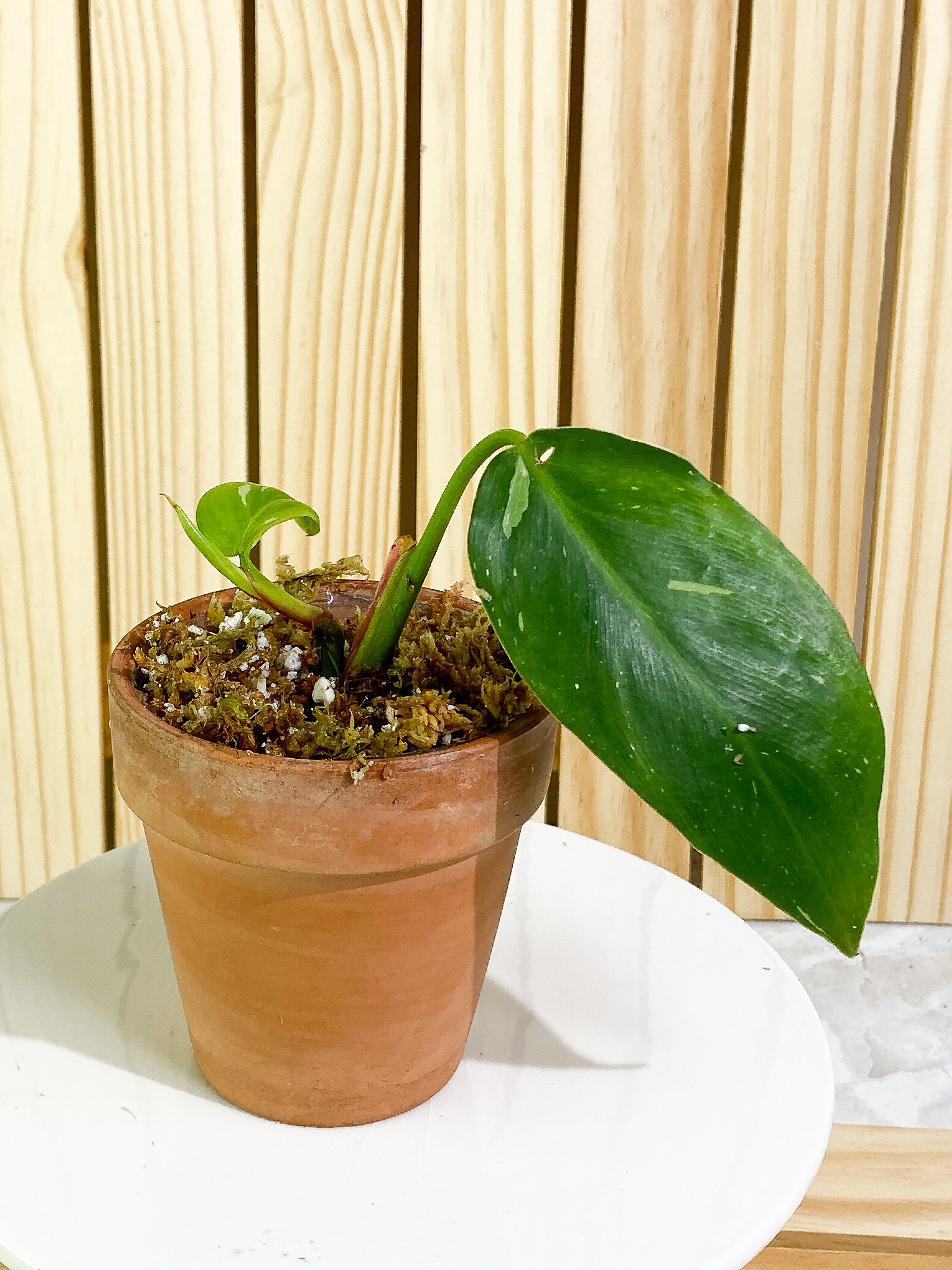 Philodendron white princess 1 leaf, 1 baby leaf & 1 sprout Slightly Rooted