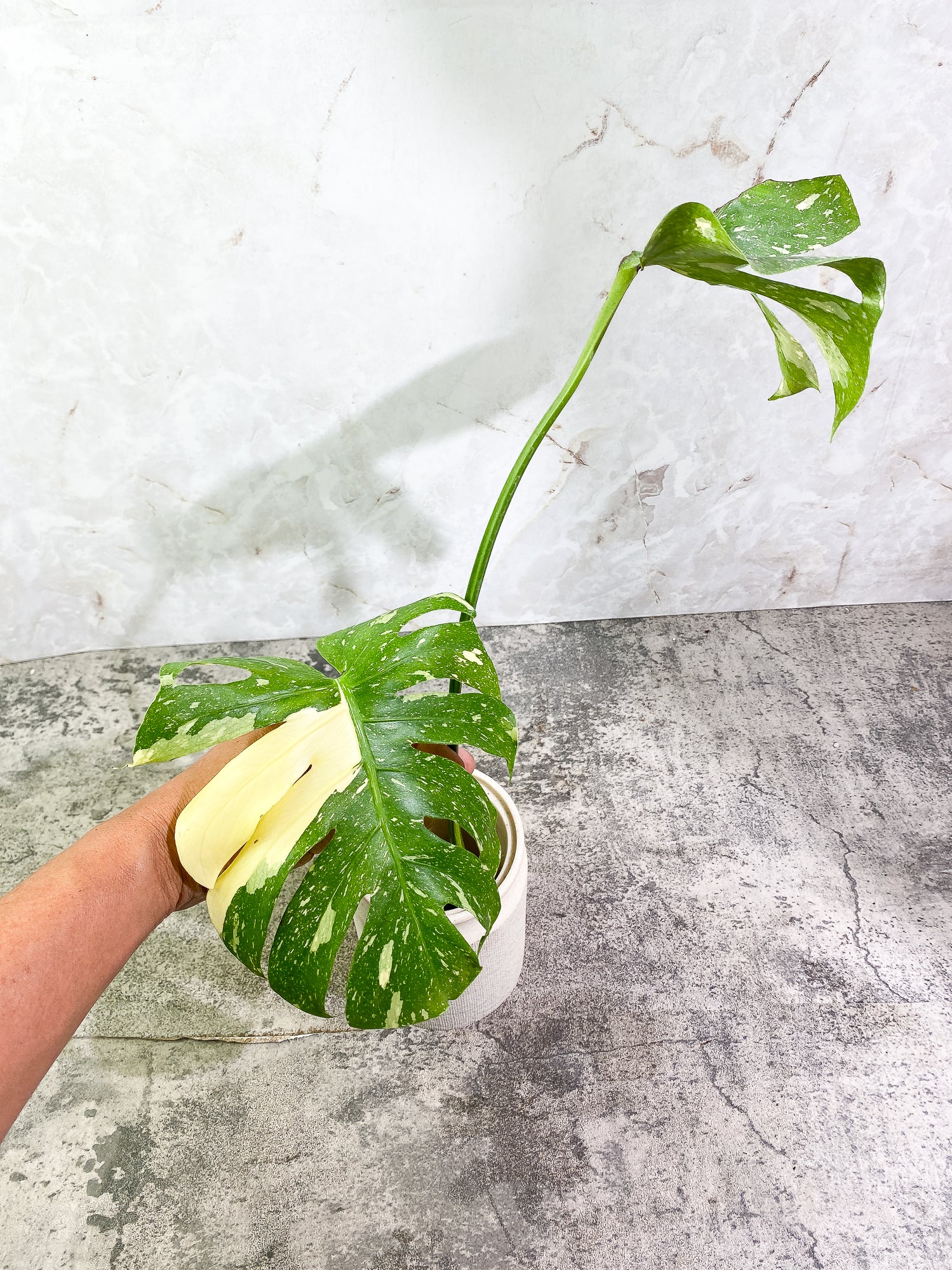 Monstera Thai Constellation 2 leaves Rooting Top Cutting