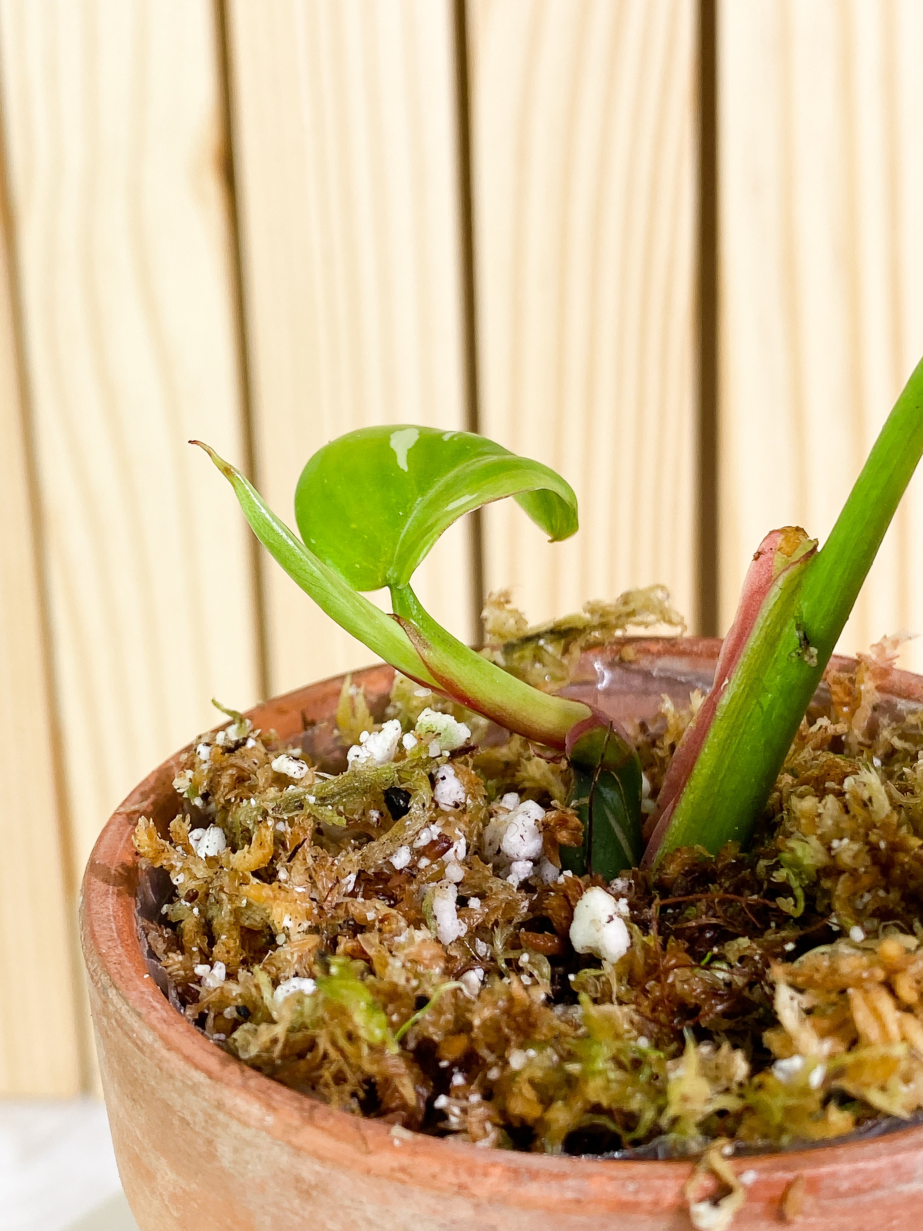 Philodendron white princess 1 leaf, 1 baby leaf & 1 sprout Slightly Rooted