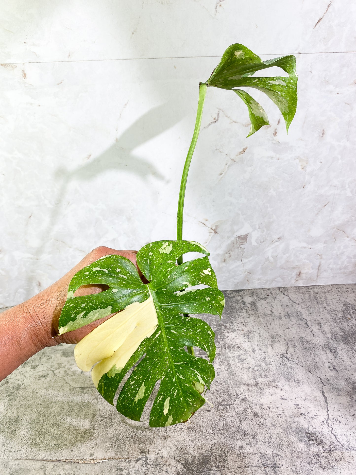 Monstera Thai Constellation 2 leaves Rooting Top Cutting