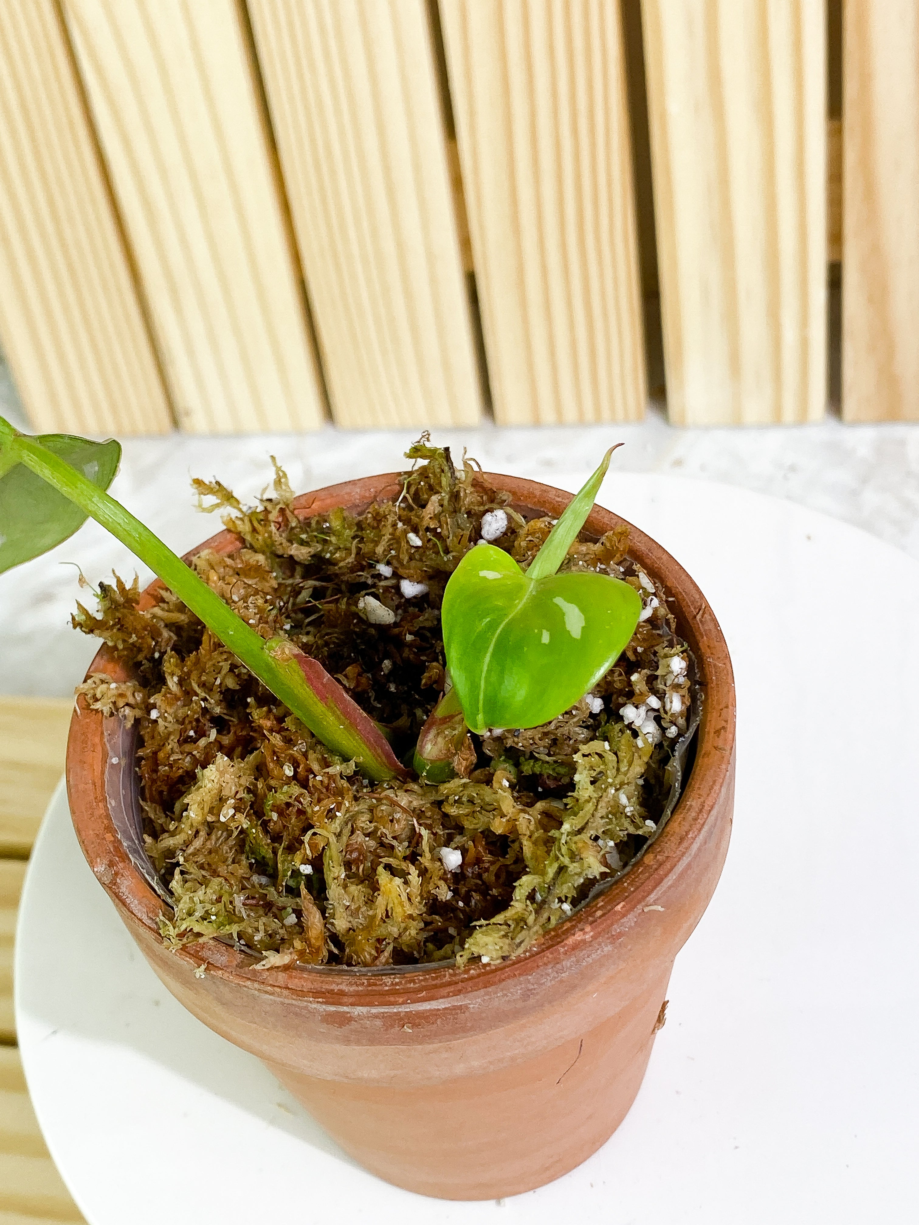 Philodendron white princess 1 leaf, 1 baby leaf & 1 sprout Slightly Rooted
