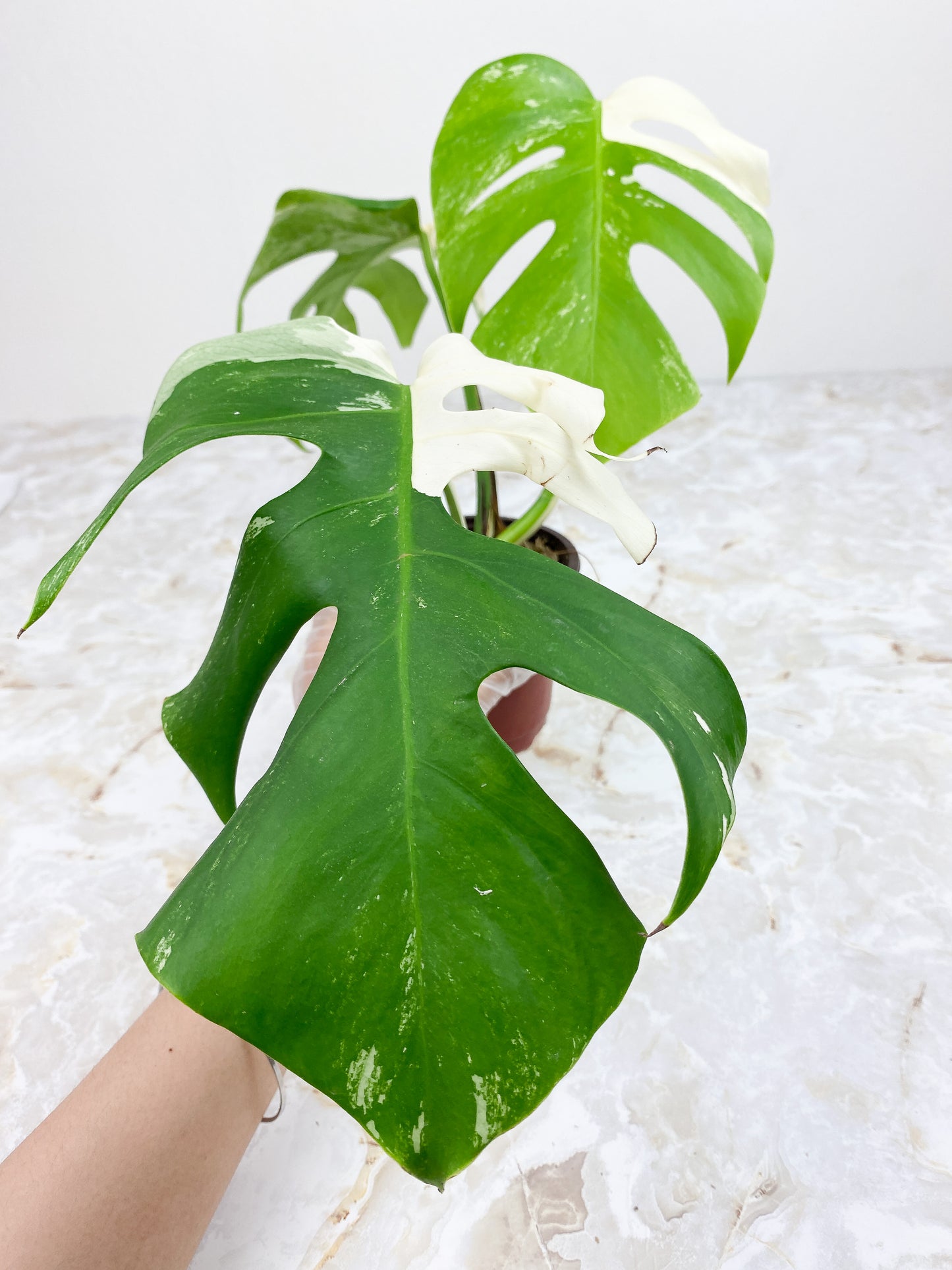 Monstera Borsigiana 3 leaves Rooted Highly Variegated