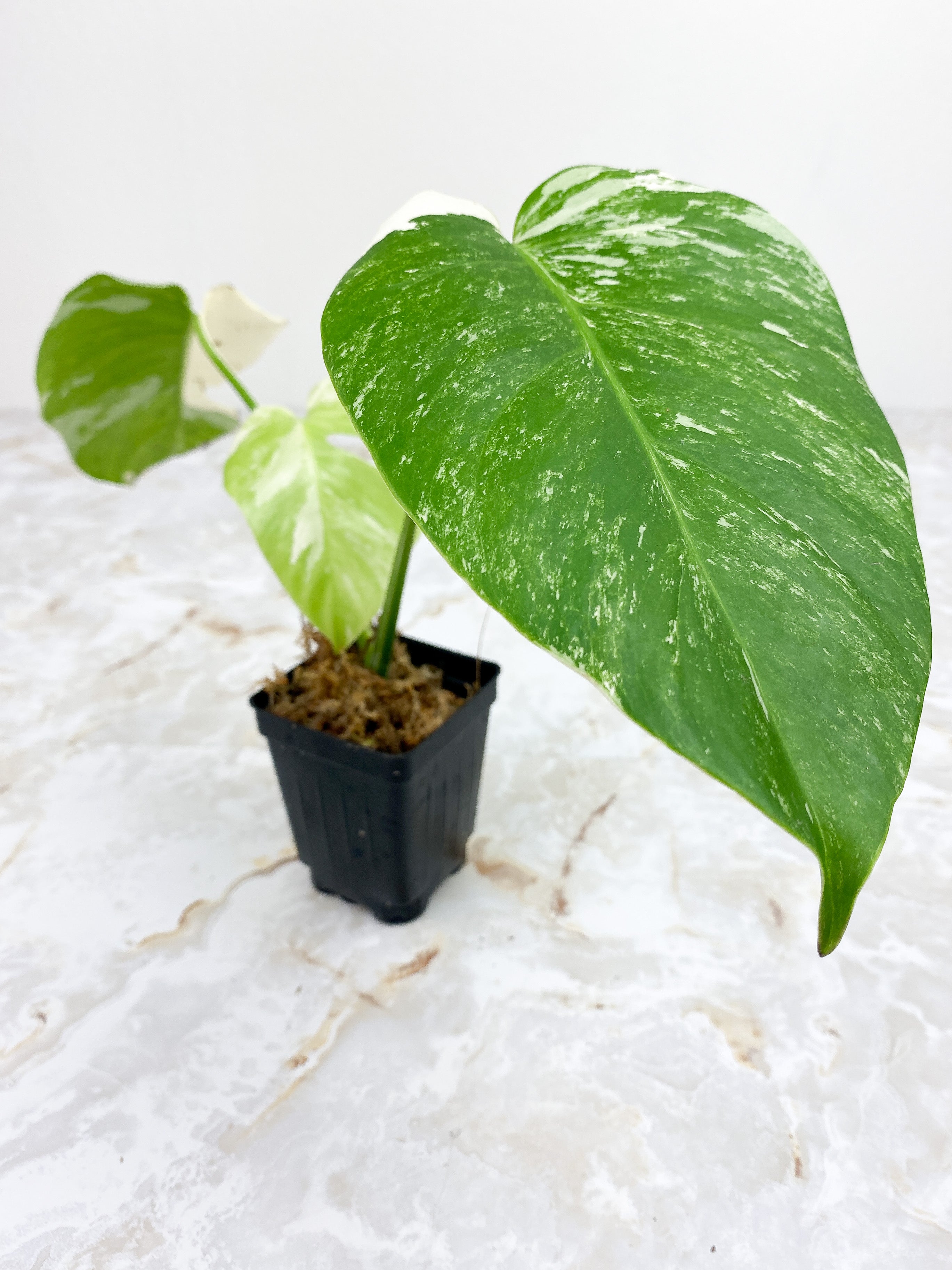 Monstera Borsigiana 3 leaves Rooted Highly Variegated