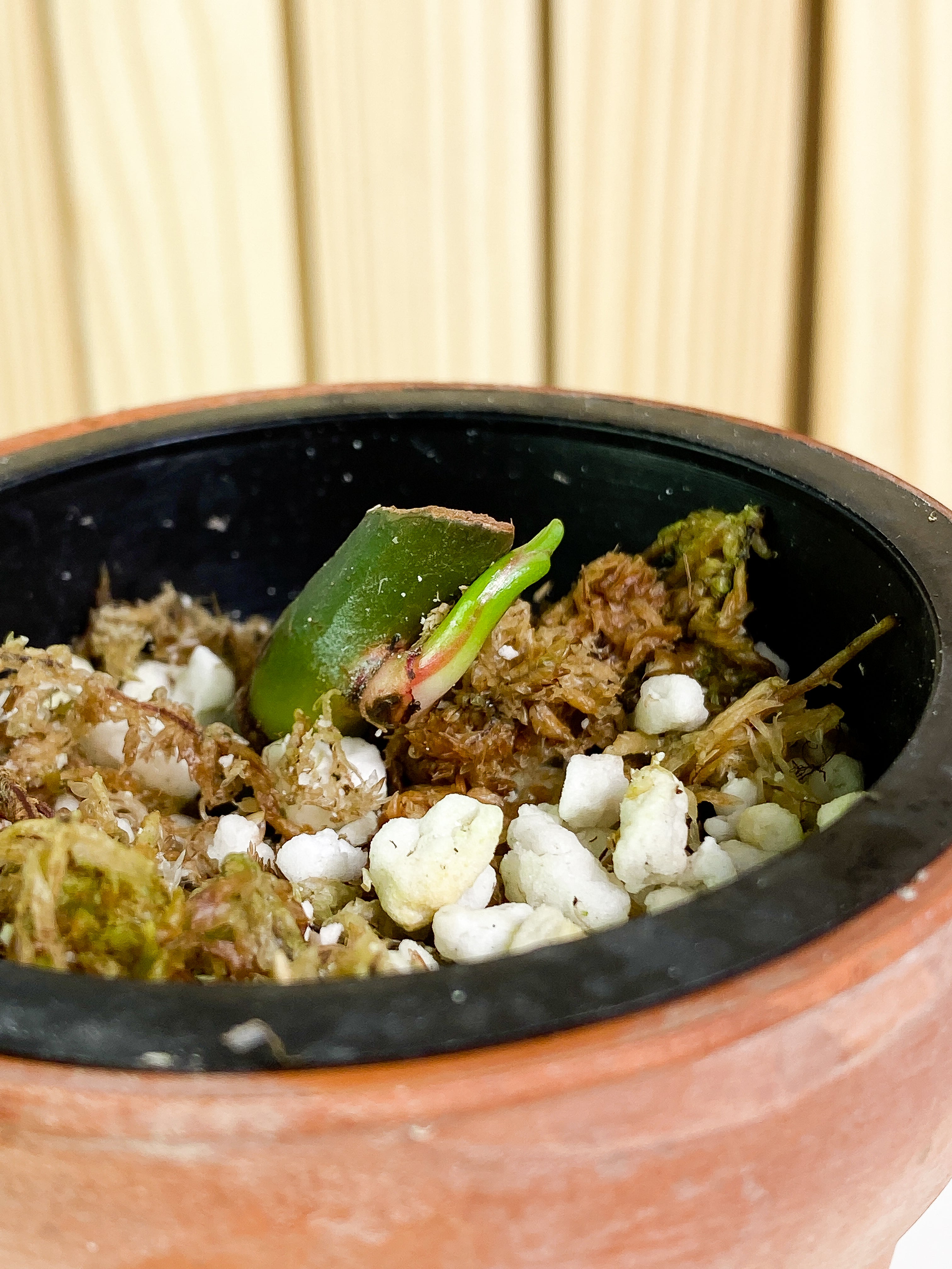 Philodendron white princess 1 sprout Slightly Rooted node