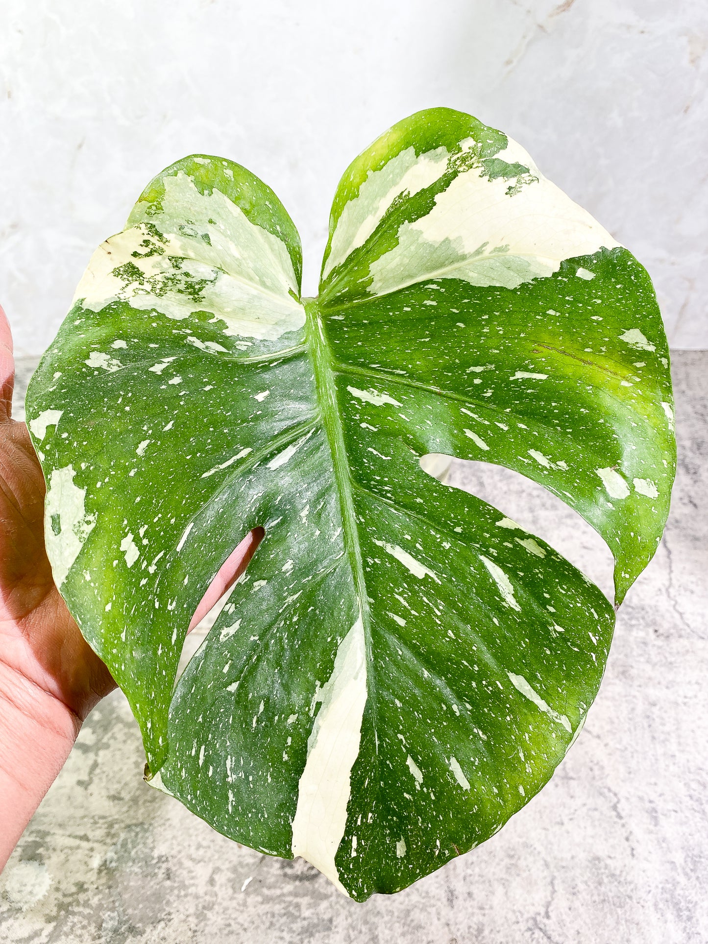 Monstera Thai Constellation 1 leaf Rooted Highly Variegated