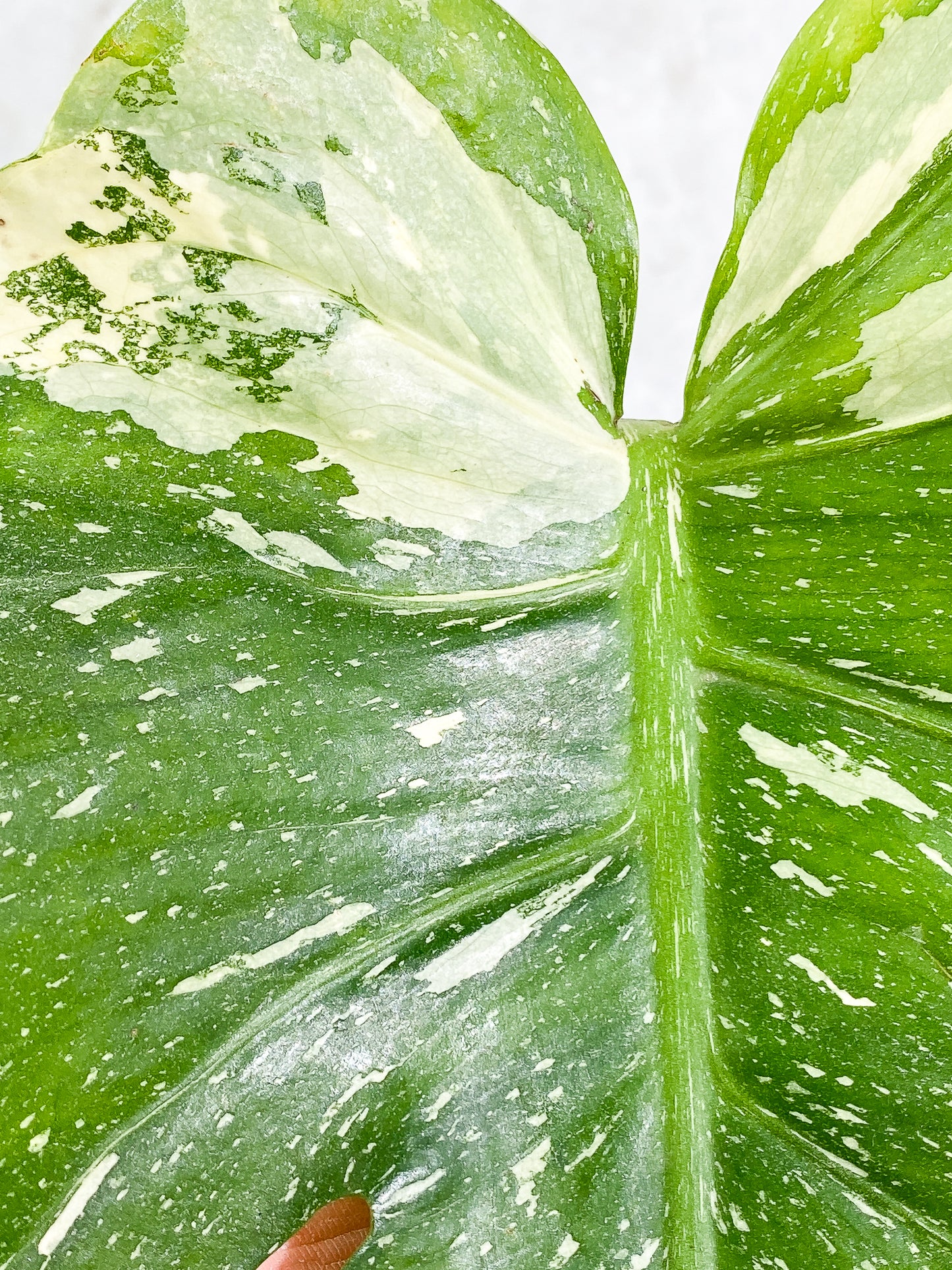 Monstera Thai Constellation 1 leaf Rooted Highly Variegated