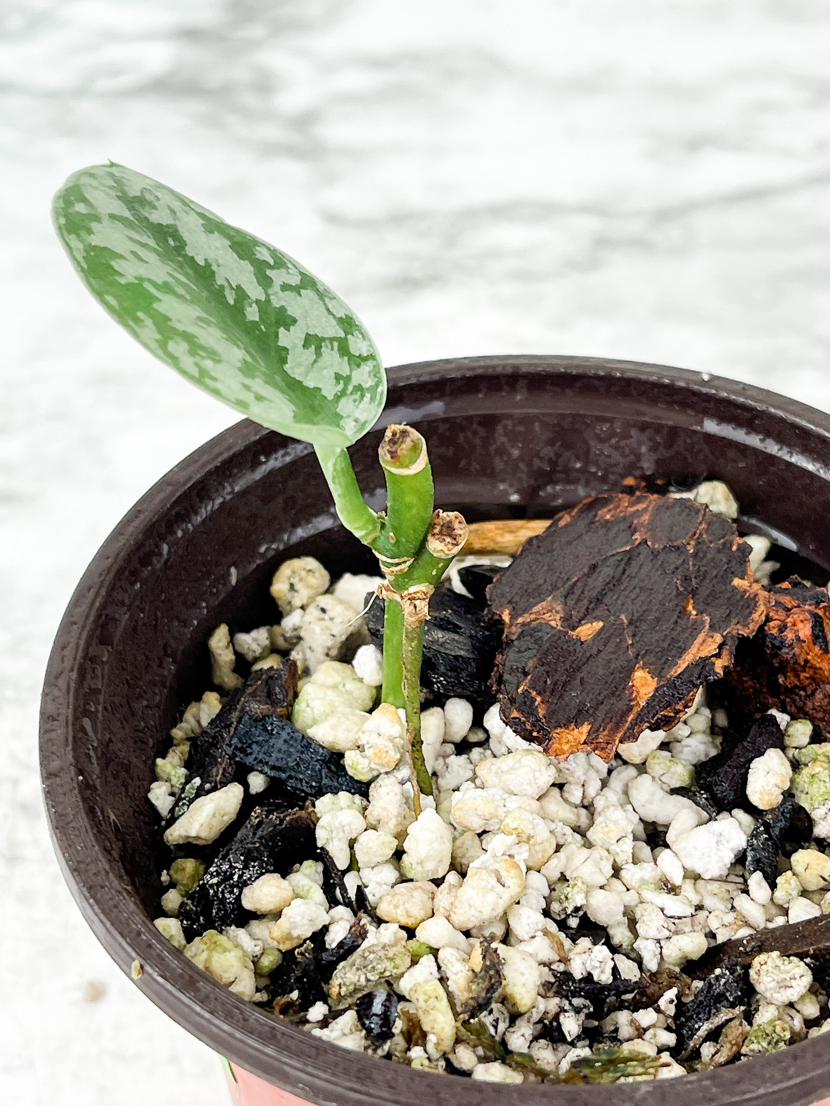 Scindapsus silver lady 1 leaf  . rooted