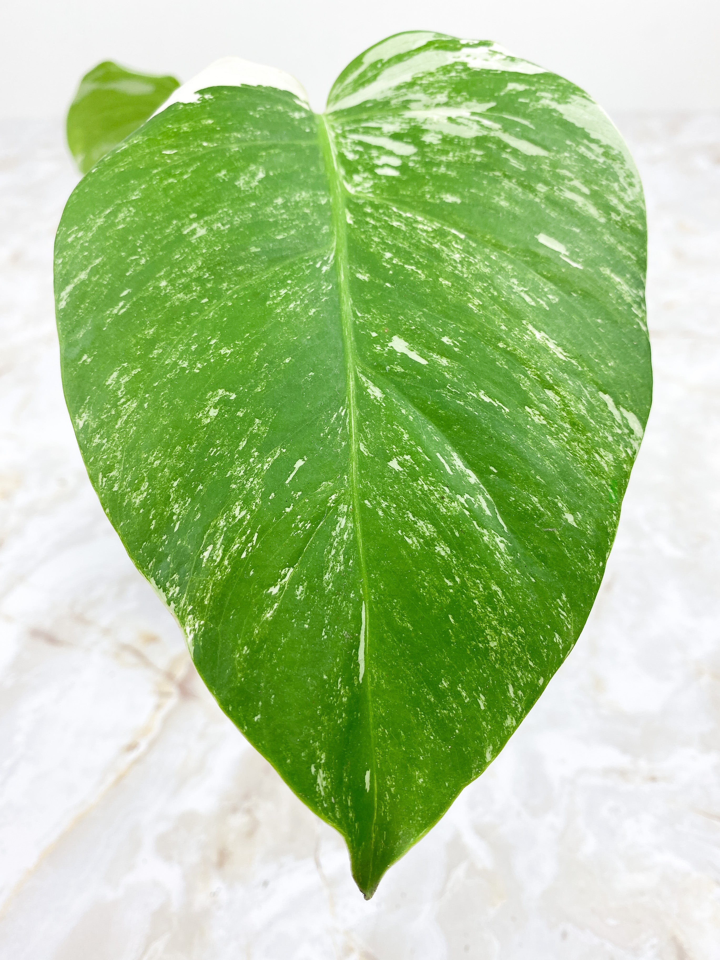 Monstera Borsigiana 3 leaves Rooted Highly Variegated