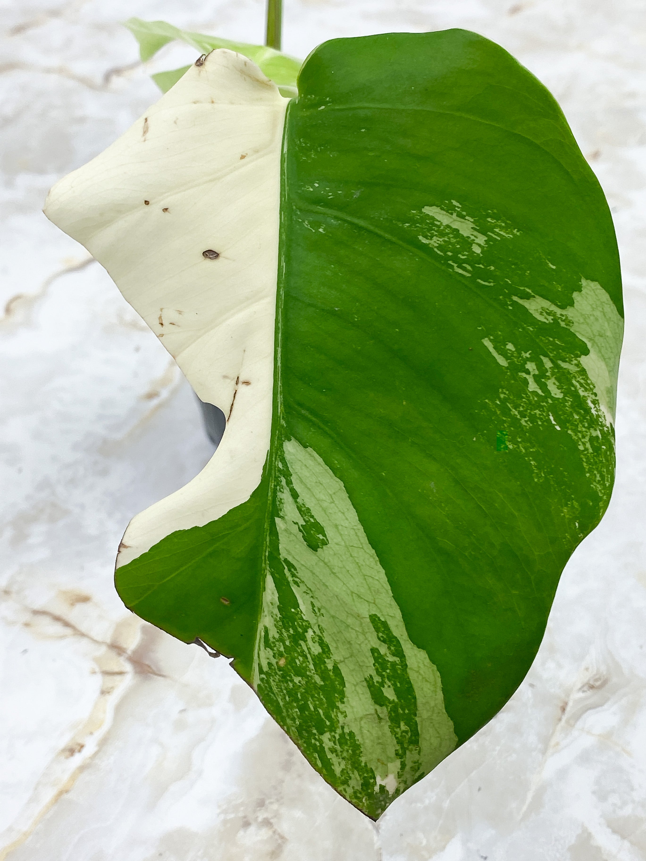 Monstera Borsigiana 3 leaves Rooted Highly Variegated