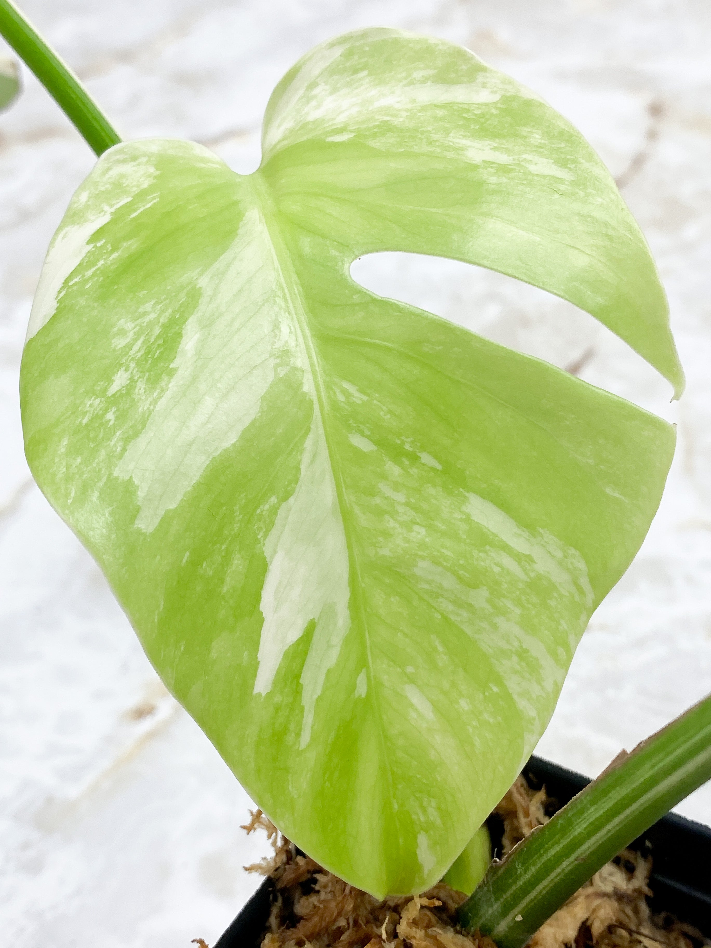 Monstera Borsigiana 3 leaves Rooted Highly Variegated