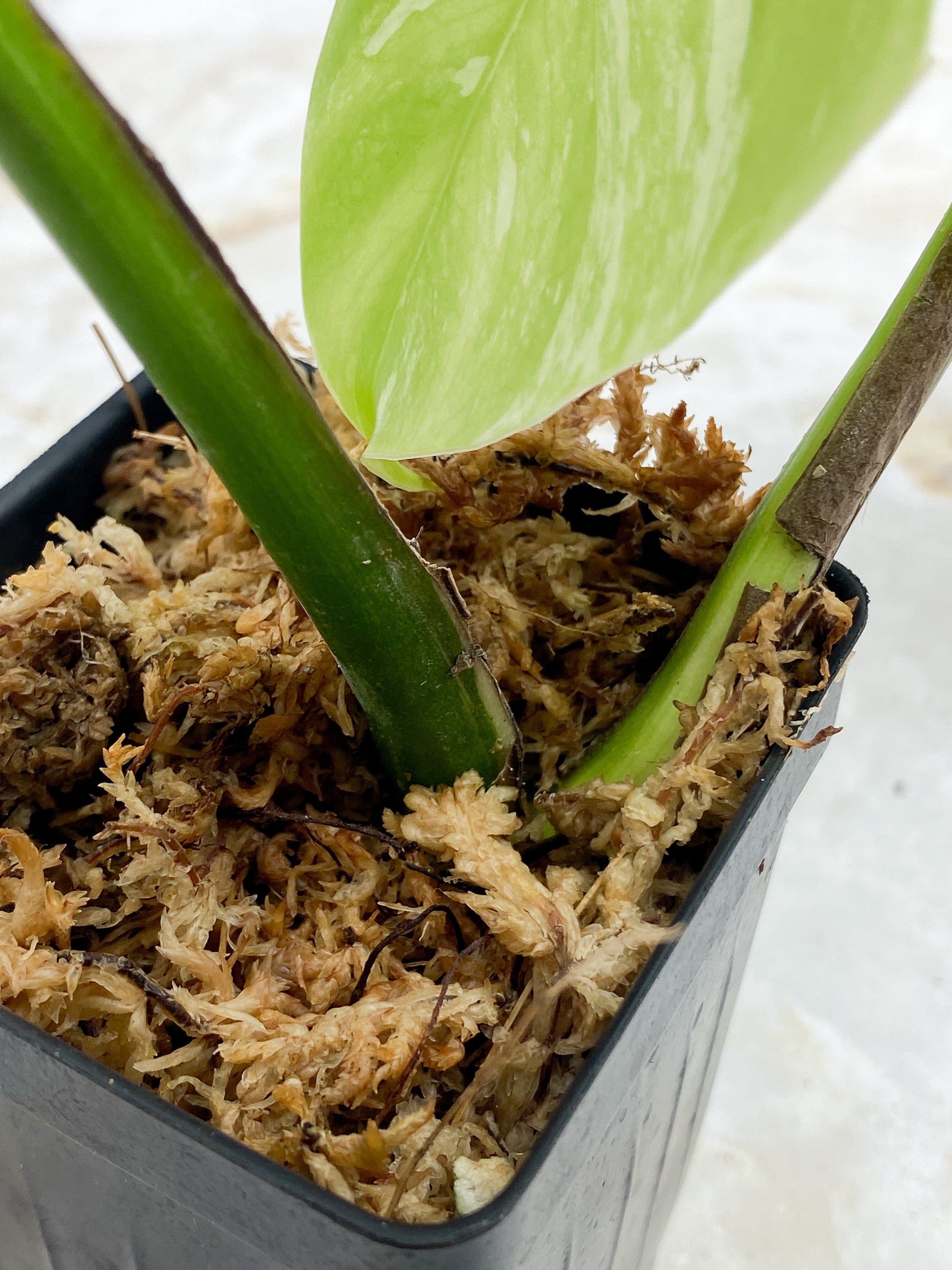 Monstera Borsigiana 3 leaves Rooted Highly Variegated