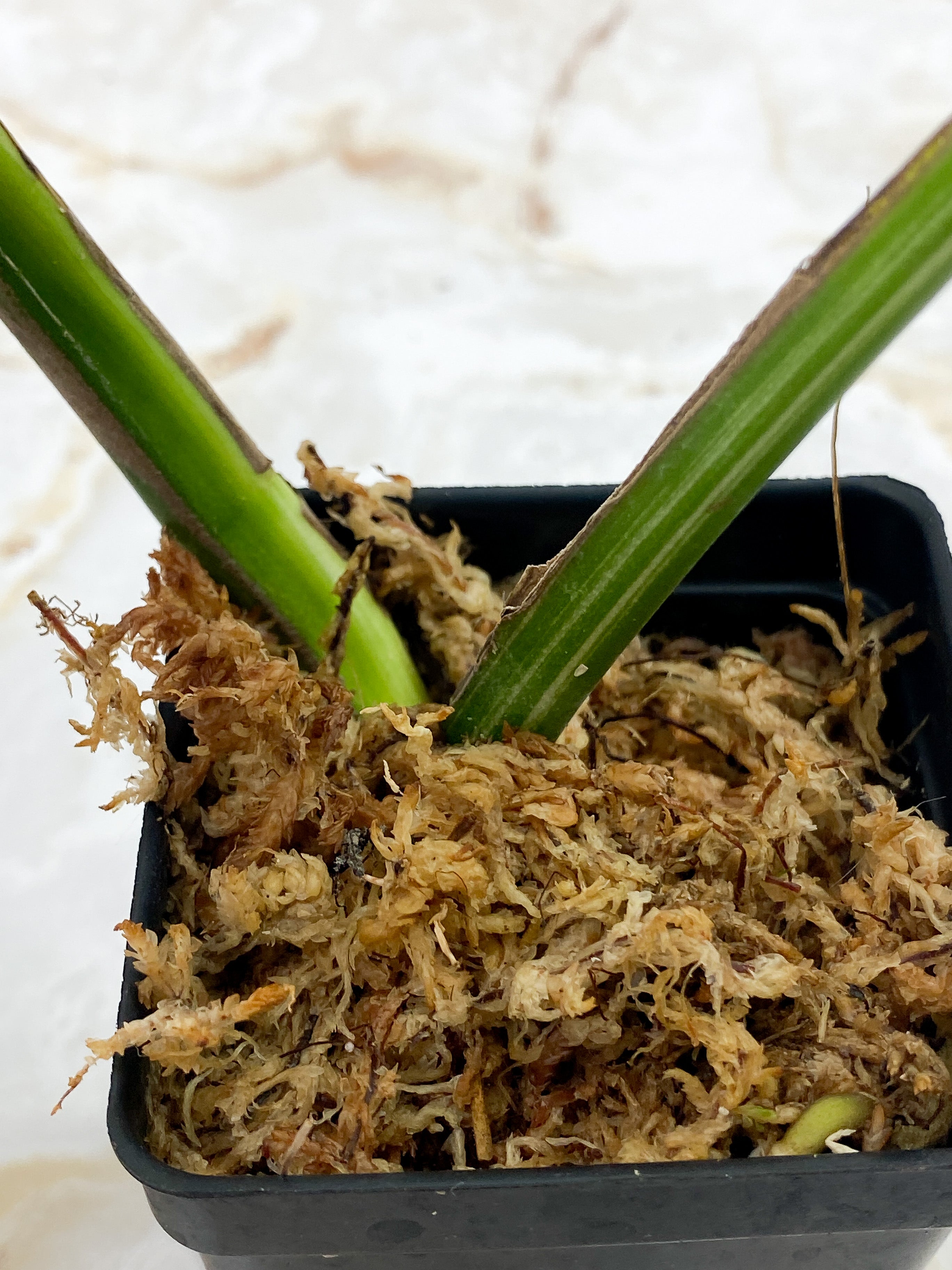 Monstera Borsigiana 3 leaves Rooted Highly Variegated