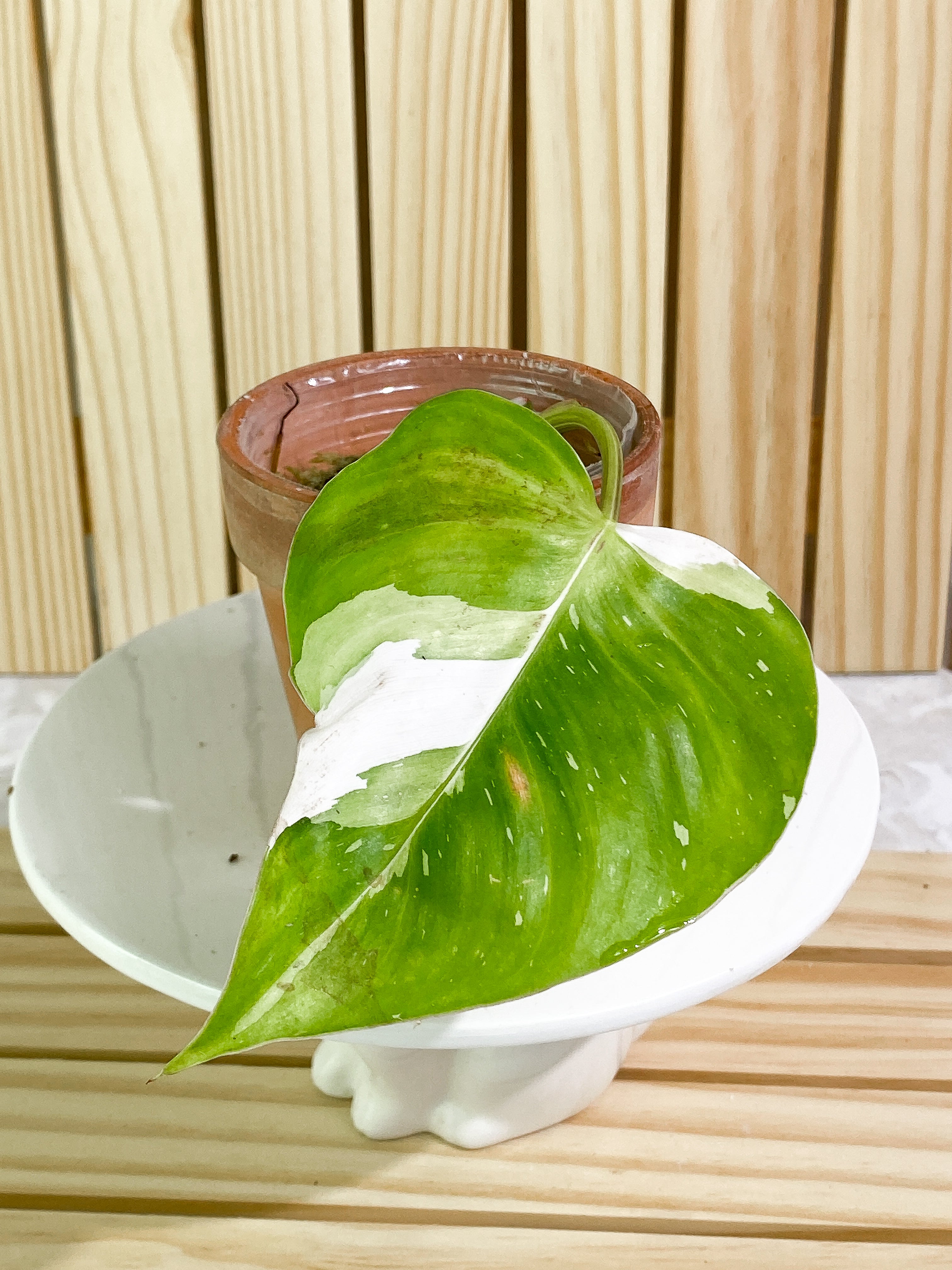 Philodendron White Princess Slightly Rooted Highly Variegated  1 leaf 1 sprout