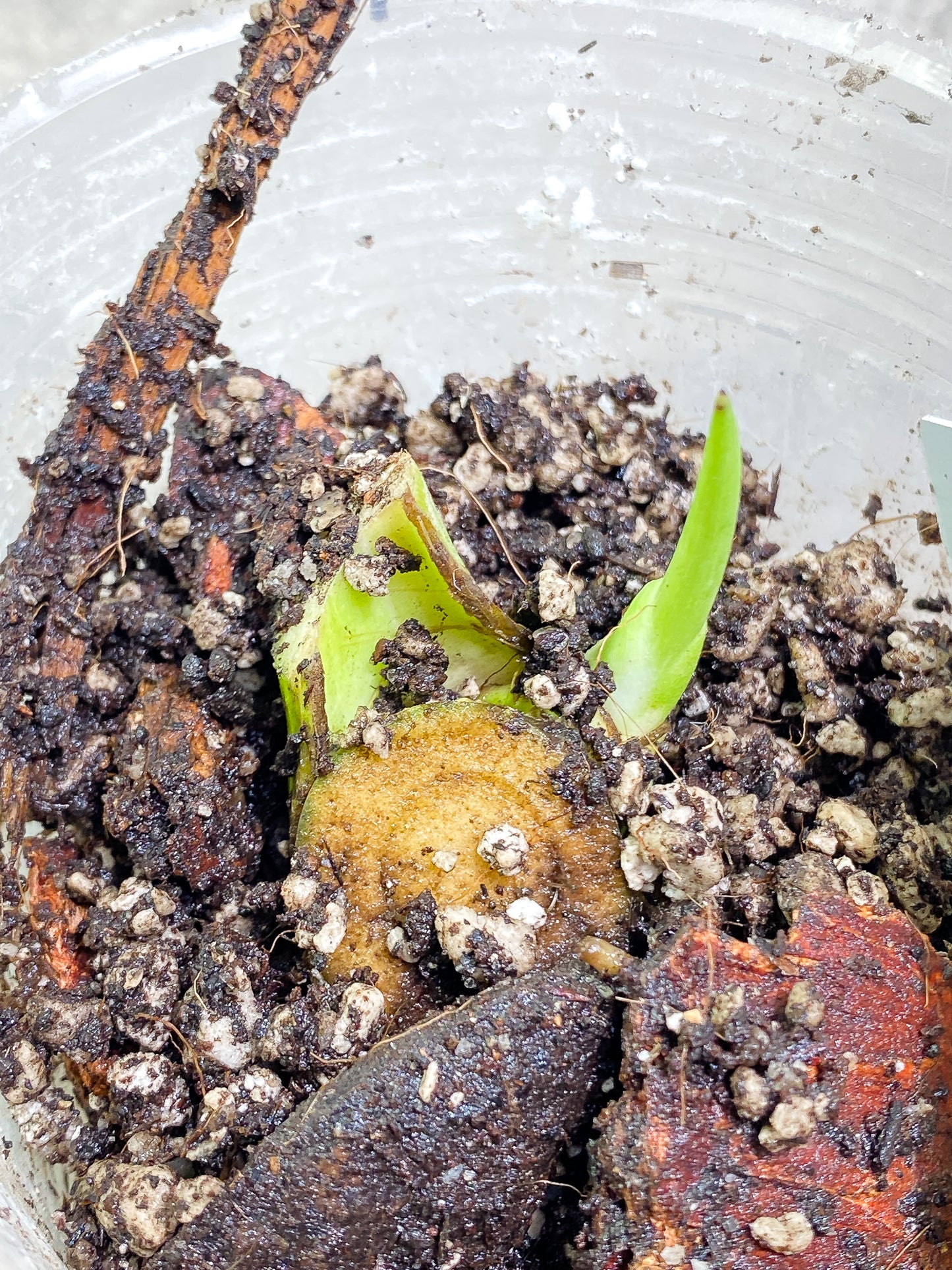DO NOT BUY (Unauthorized order will be canceled) Monstera Thai Constellation  Rooted sprout