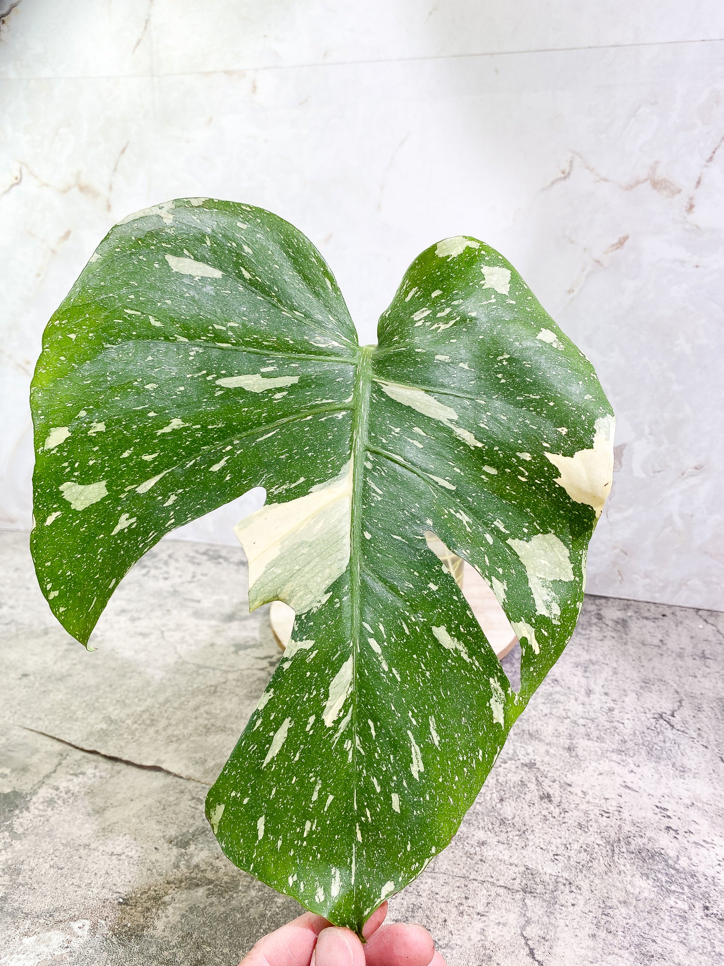 Monstera Thai Constellation 1 leaf Rooted Highly Variegated
