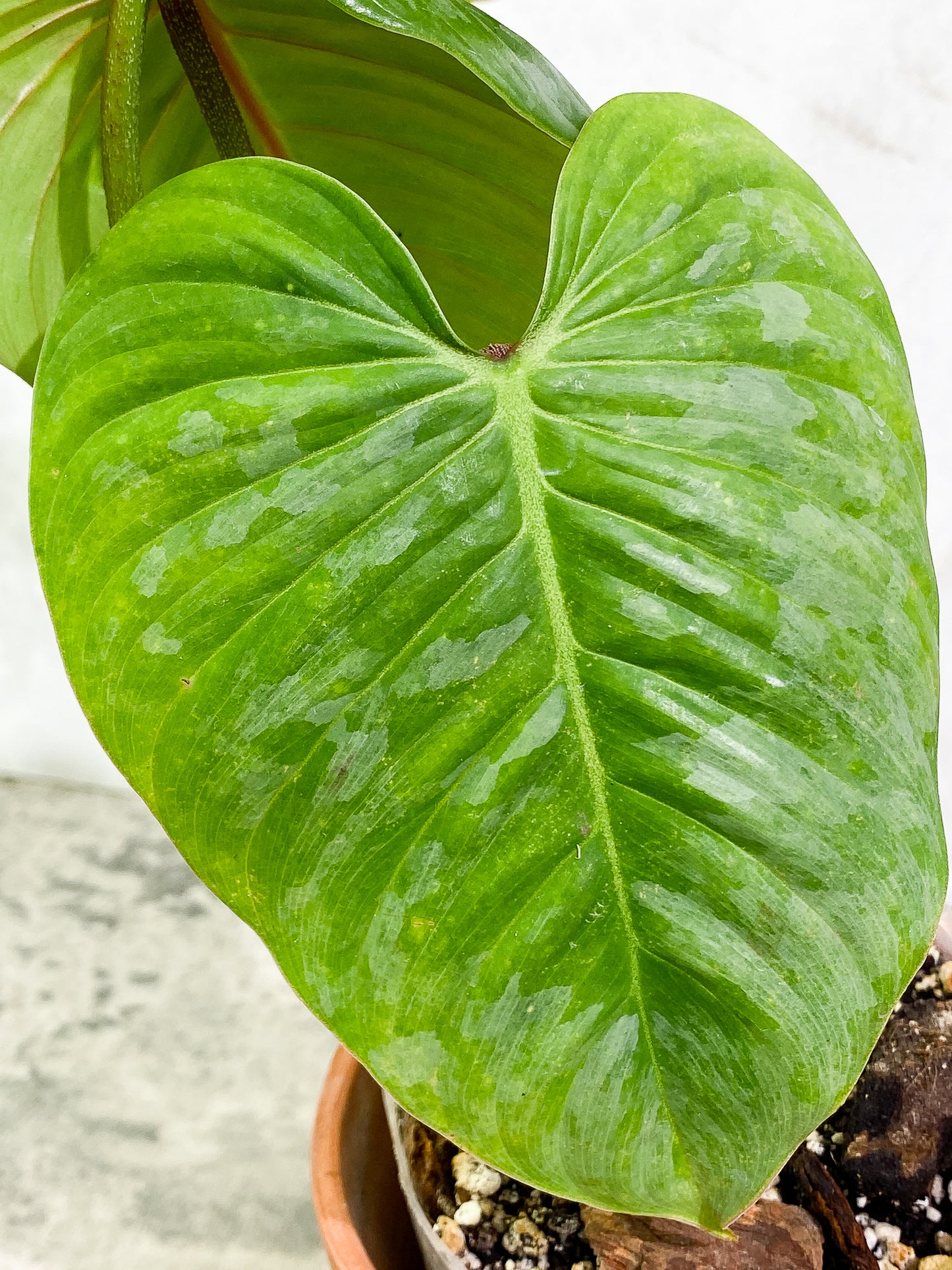 Philodendron Sodiroi  3 leaves 1 sprout fully rooted