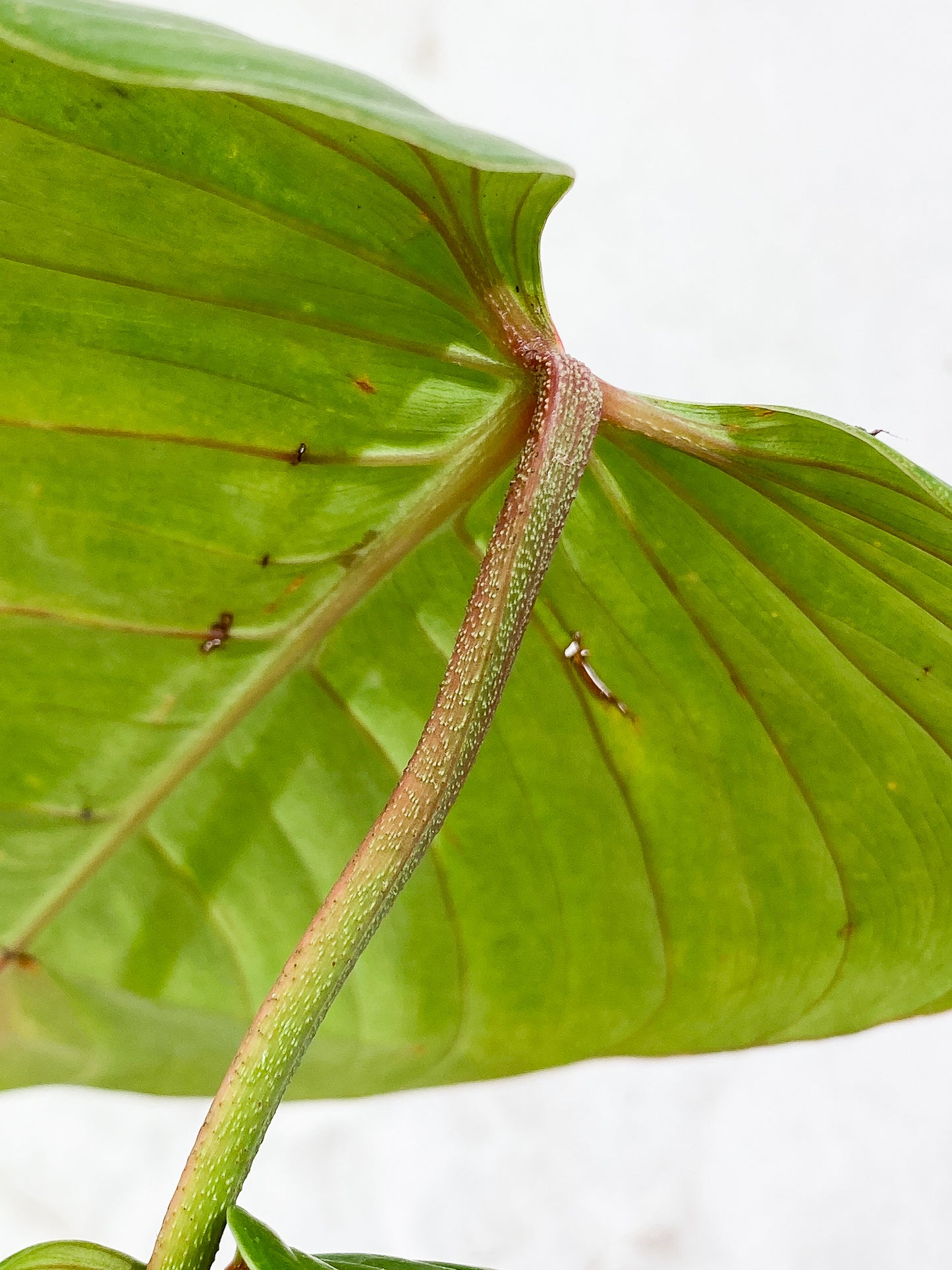 Philodendron Sodiroi  3 leaves 1 sprout fully rooted