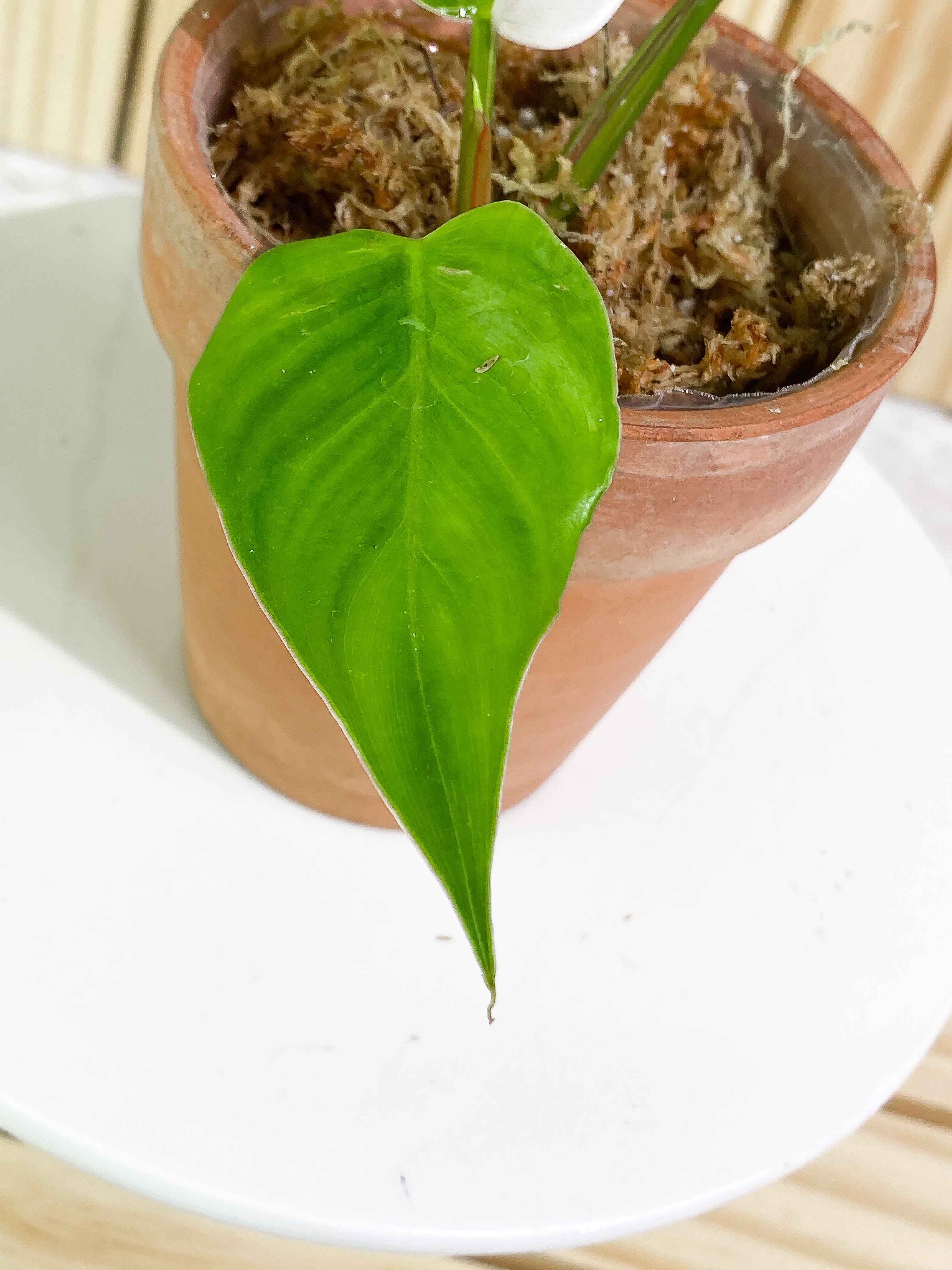 Philodendron White Princess Slightly Rooted Highly Variegated  2 leaves 1 sprout Top Cutting