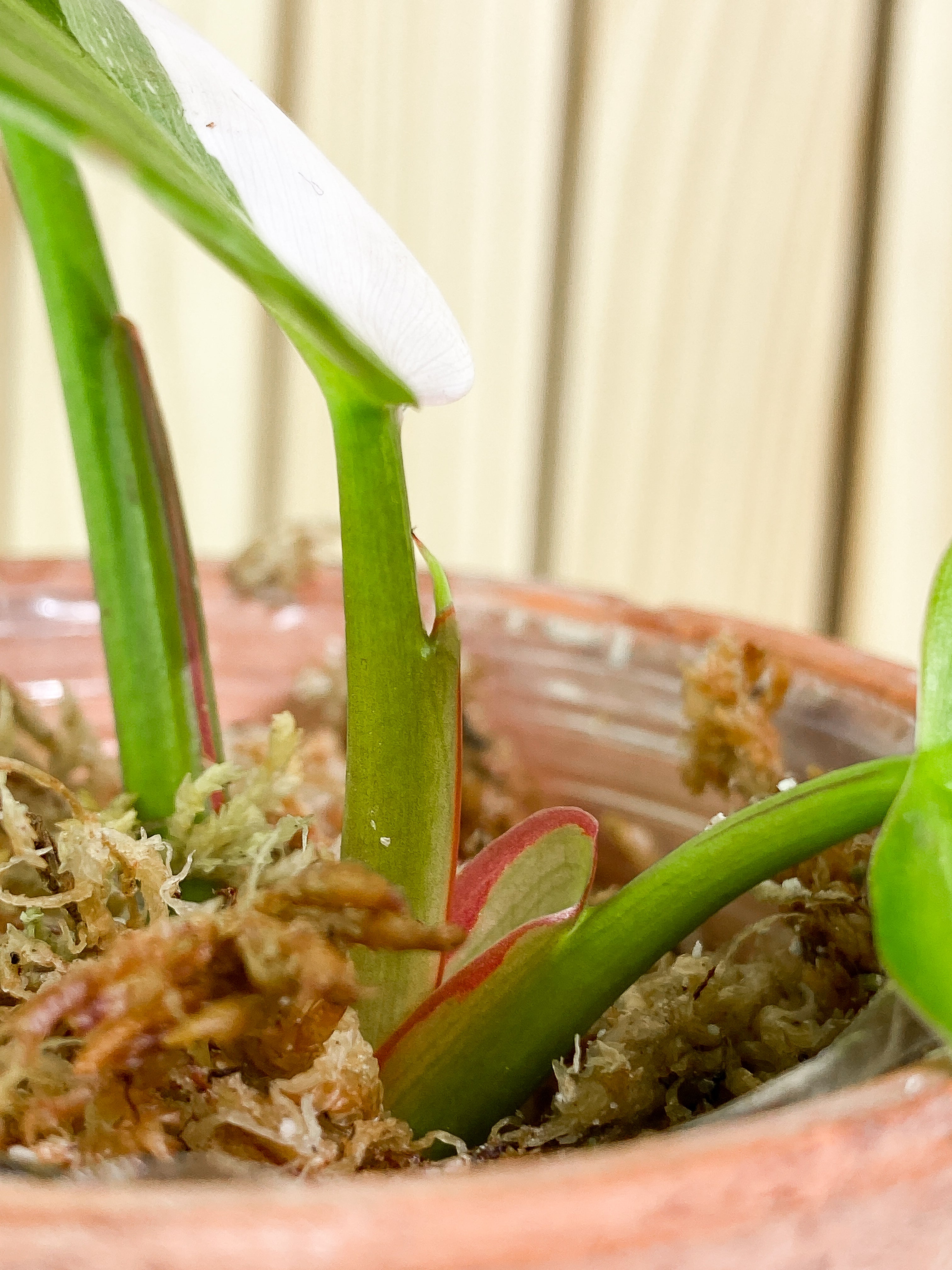 Philodendron White Princess Slightly Rooted Highly Variegated  2 leaves 1 sprout Top Cutting