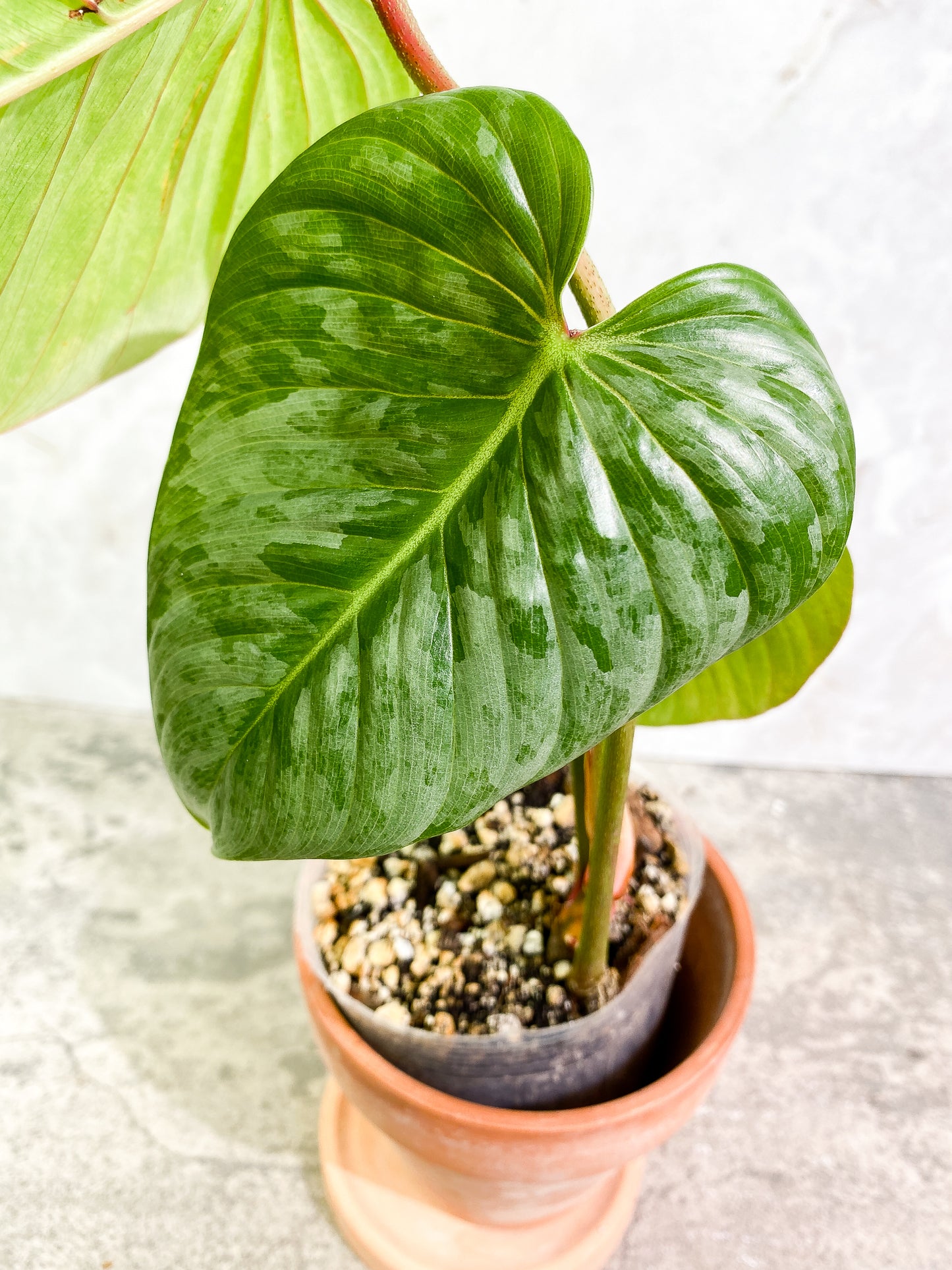 Philodendron Sodiroi  3 leaves 1 sprout fully rooted