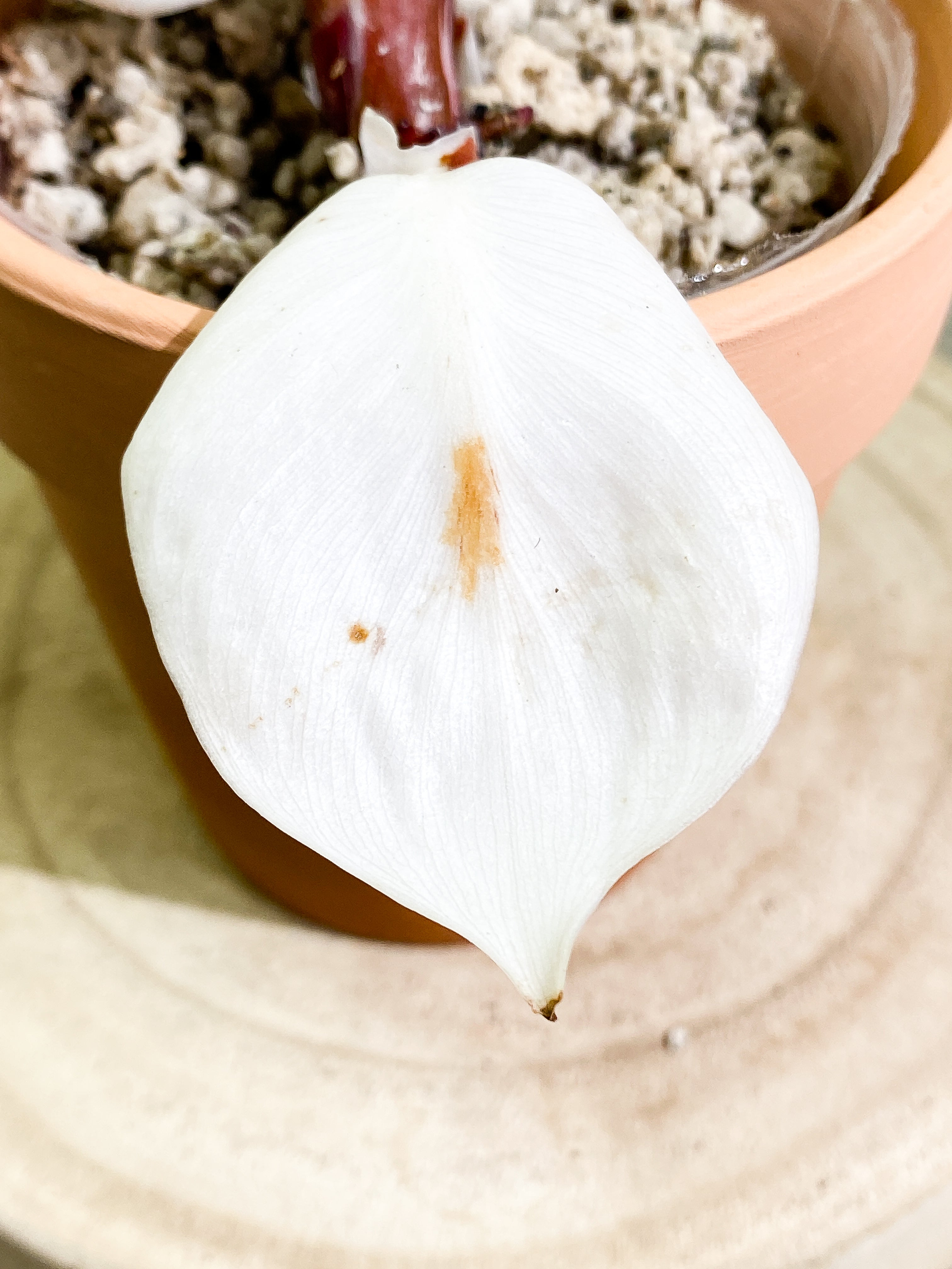 Philodendron White Knight tricolor   top cutting 4 leaves  rooting Highly Variegated