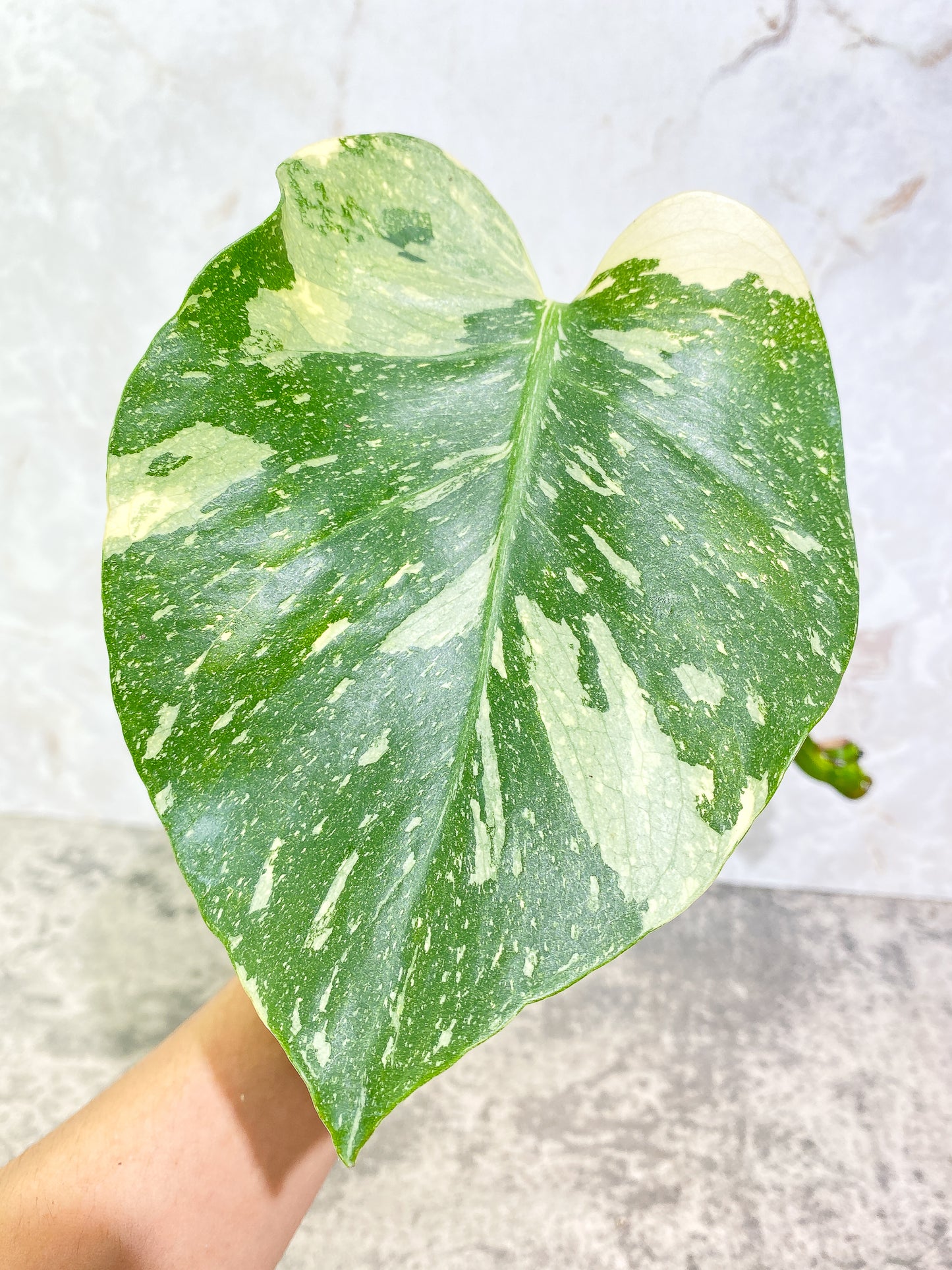 Monstera Thai Constellation 1 leaf unrooted cutting