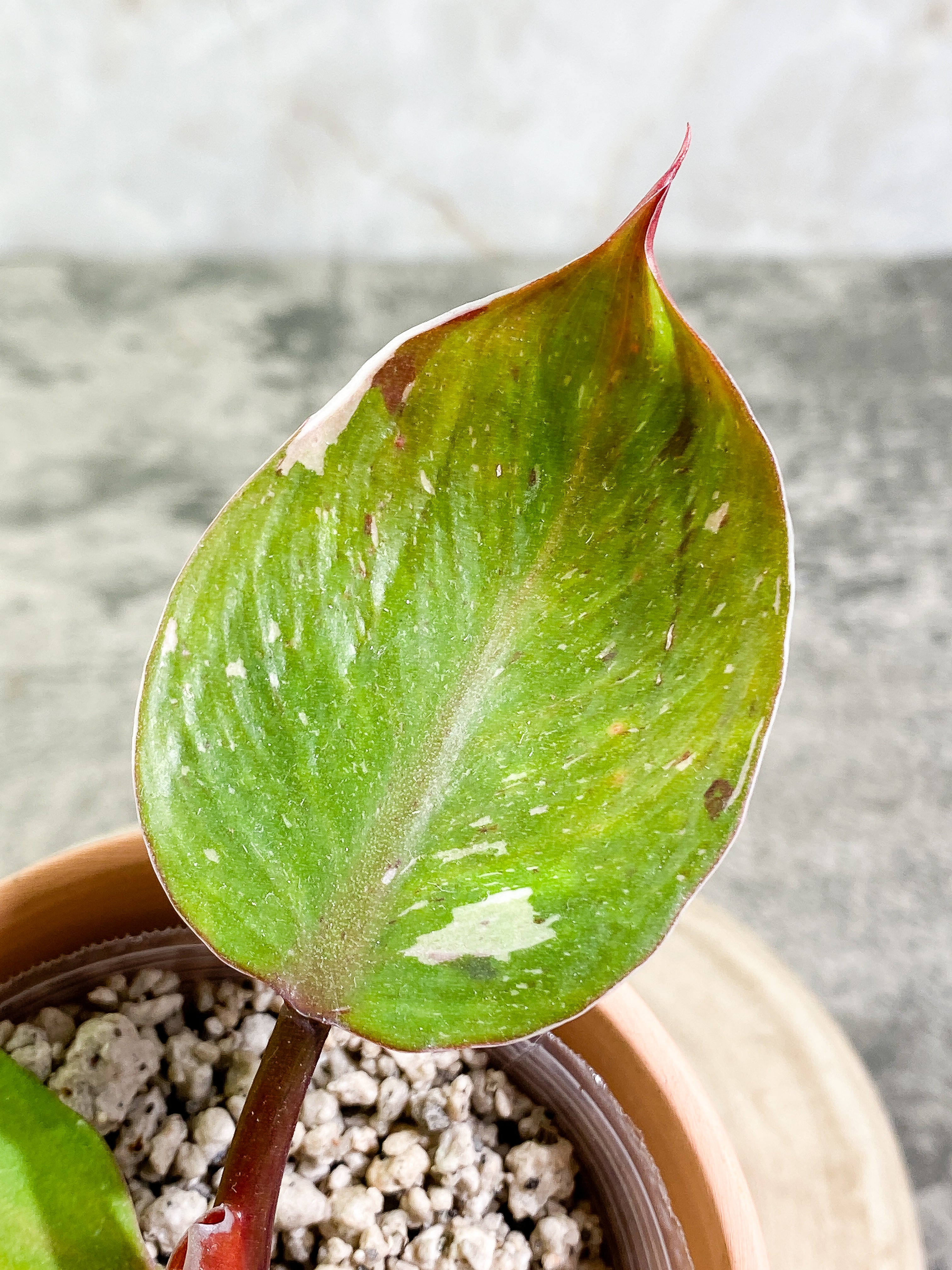 Philodendron White Knight tricolor   top cutting 4 leaves  rooting Highly Variegated