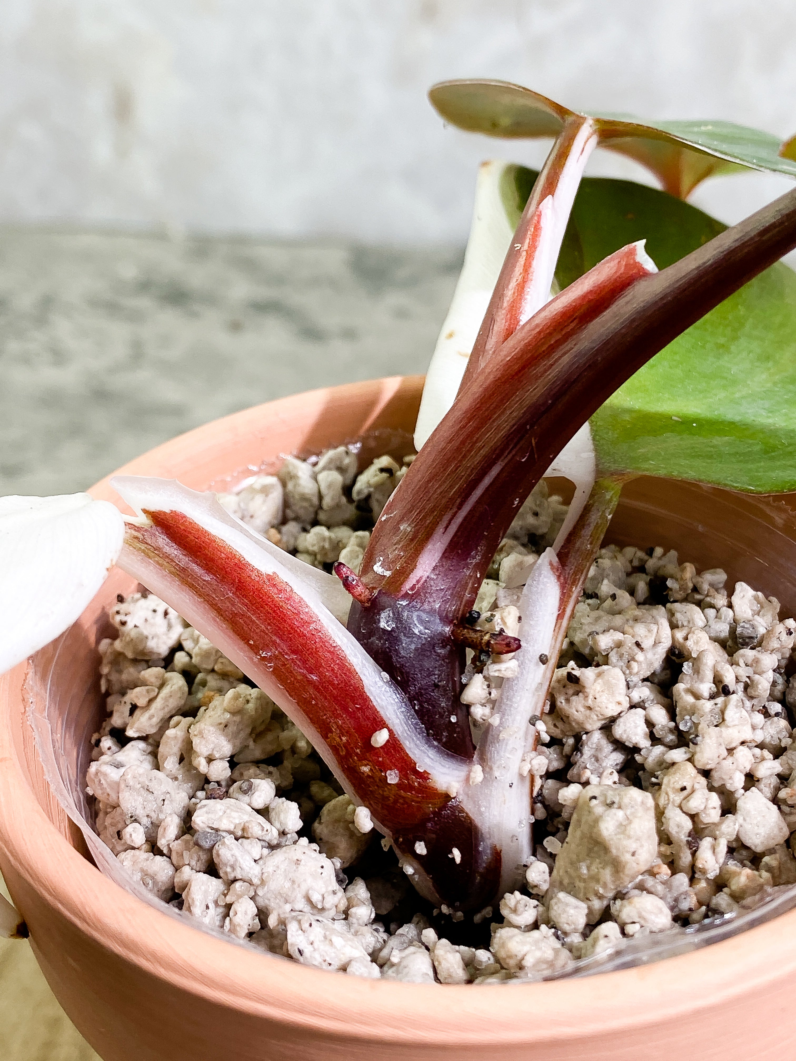 Philodendron White Knight tricolor   top cutting 4 leaves  rooting Highly Variegated