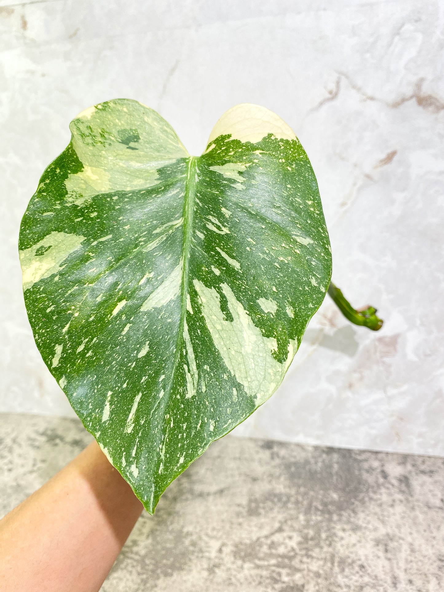 Monstera Thai Constellation 1 leaf unrooted cutting