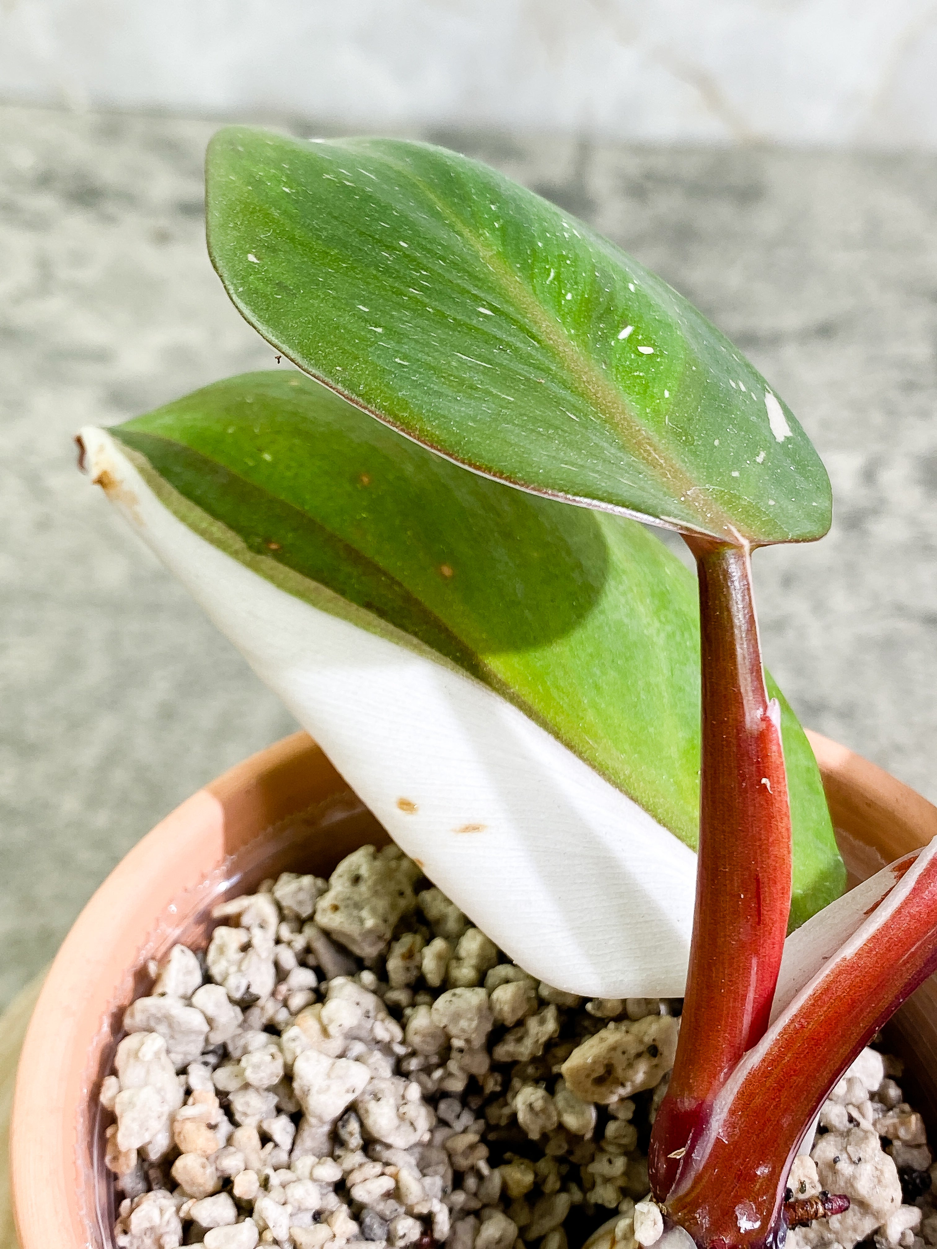 Philodendron White Knight tricolor   top cutting 4 leaves  rooting Highly Variegated