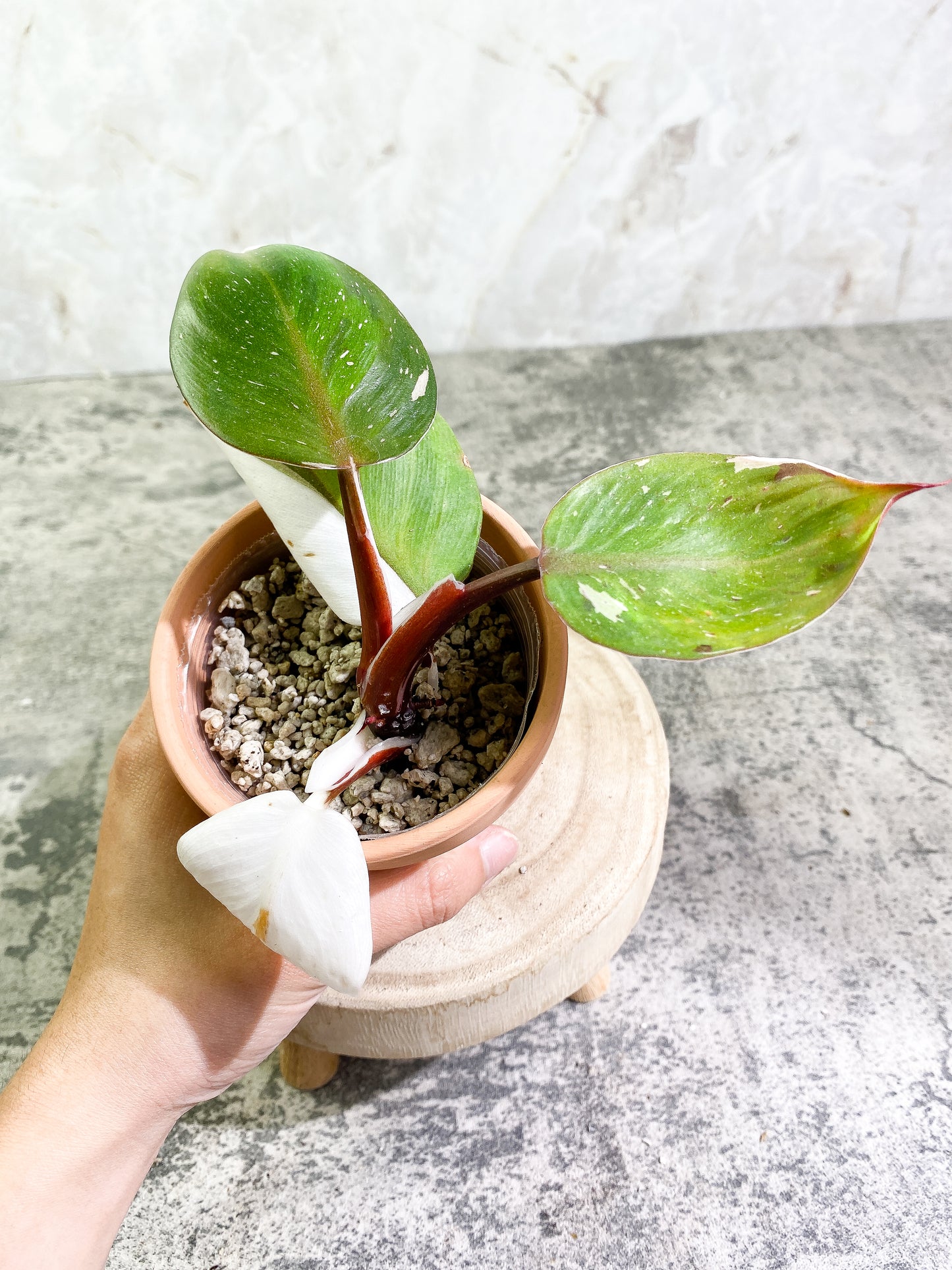 Philodendron White Knight tricolor   top cutting 4 leaves  rooting Highly Variegated